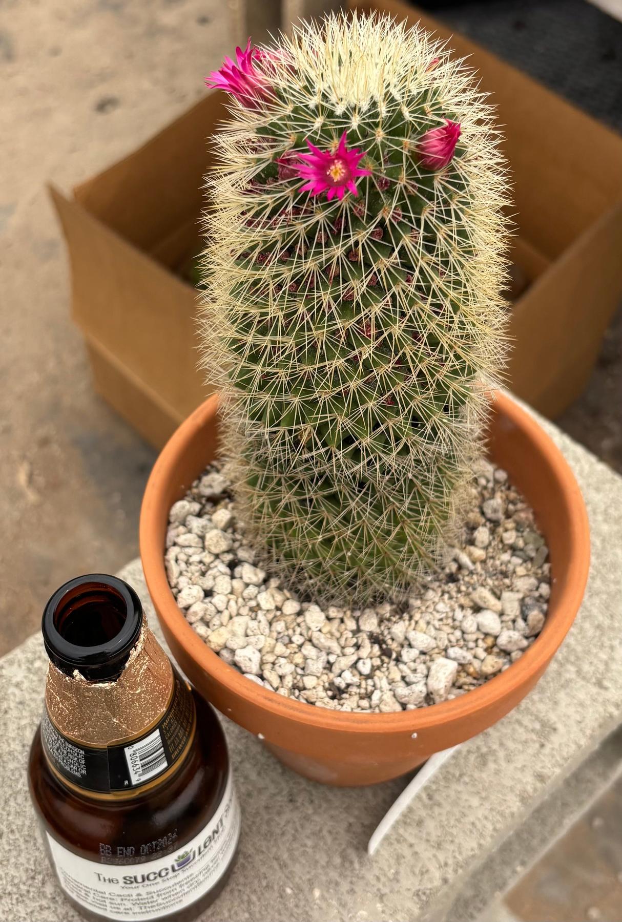 #EC311 Blaise’s EXACT Cactus & Euohorbia Potted Specimens-Cactus - Large - Exact-The Succulent Source
