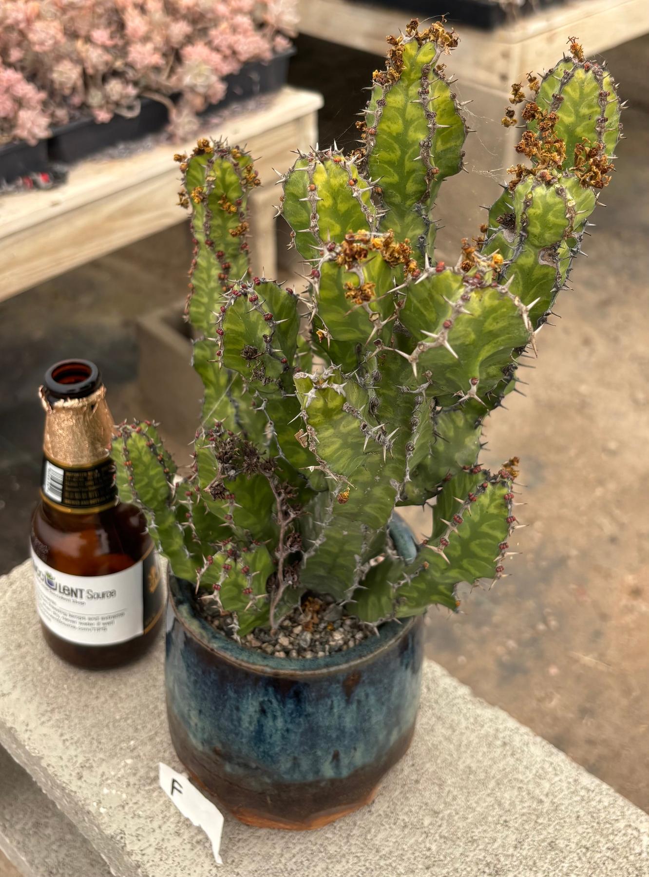 #EC311 Blaise’s EXACT Cactus & Euohorbia Potted Specimens-Cactus - Large - Exact-The Succulent Source
