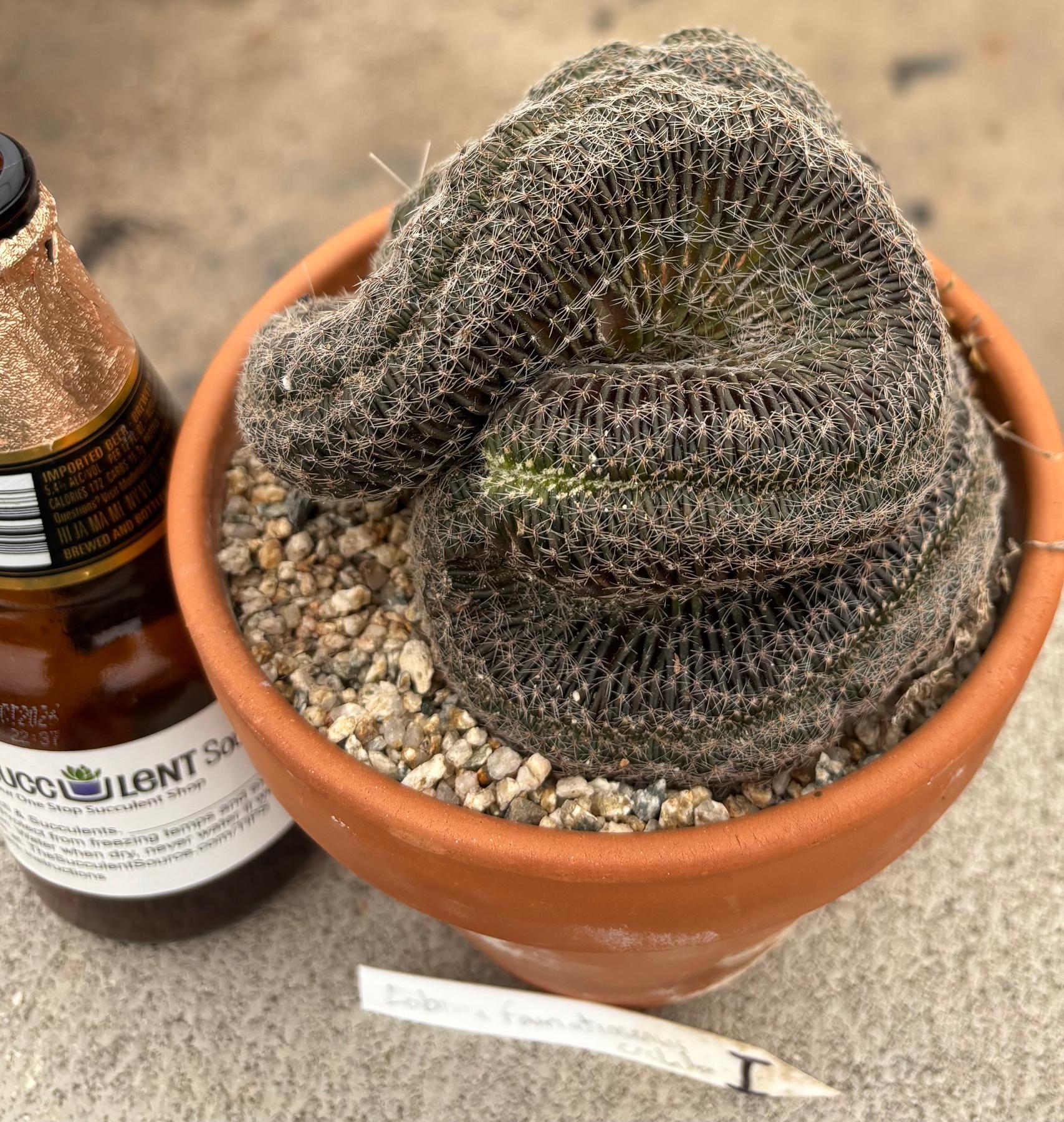 #EC311 Blaise’s EXACT Cactus & Euohorbia Potted Specimens-Cactus - Large - Exact-The Succulent Source