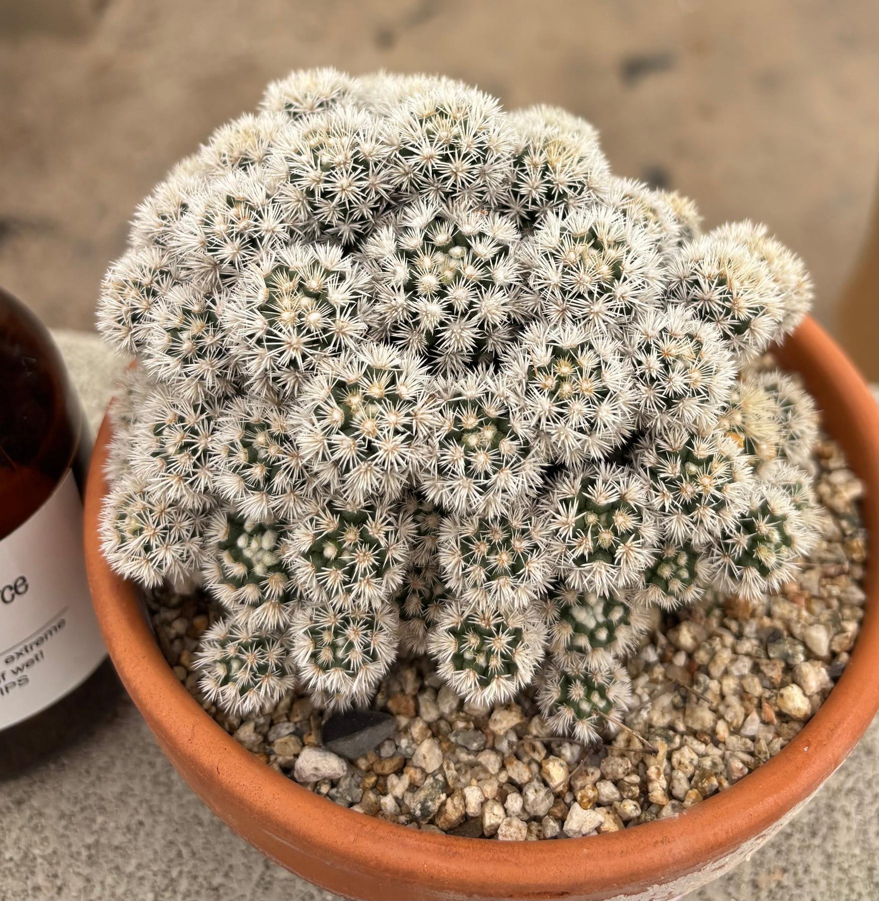 #EC311 Blaise’s EXACT Cactus & Euohorbia Potted Specimens-Cactus - Large - Exact-The Succulent Source