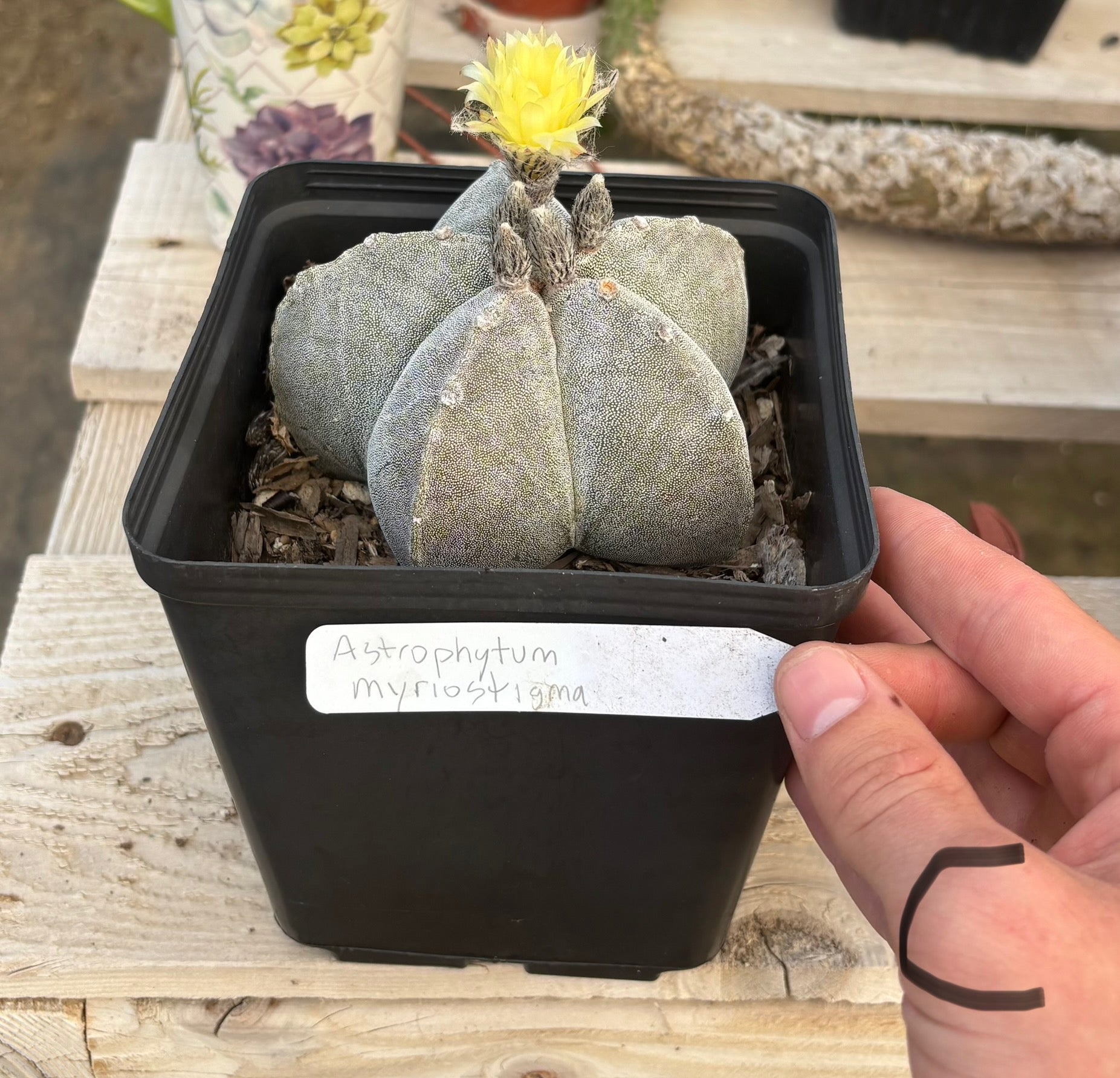 #EC311 Blaise’s EXACT Cactus Specimens-Cactus - Large - Exact-The Succulent Source