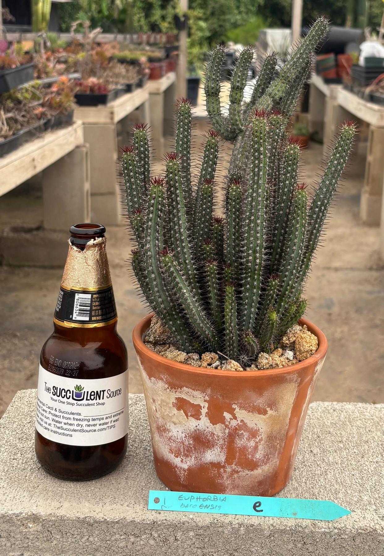 #EC311 Blaise’s EXACT Cactus & Euohorbia Potted Specimens-Cactus - Large - Exact-The Succulent Source
