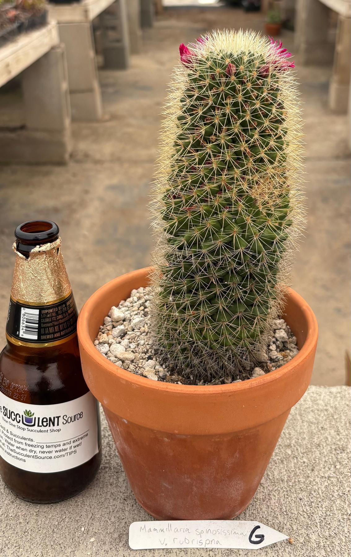 #EC311 Blaise’s EXACT Cactus & Euohorbia Potted Specimens-Cactus - Large - Exact-The Succulent Source