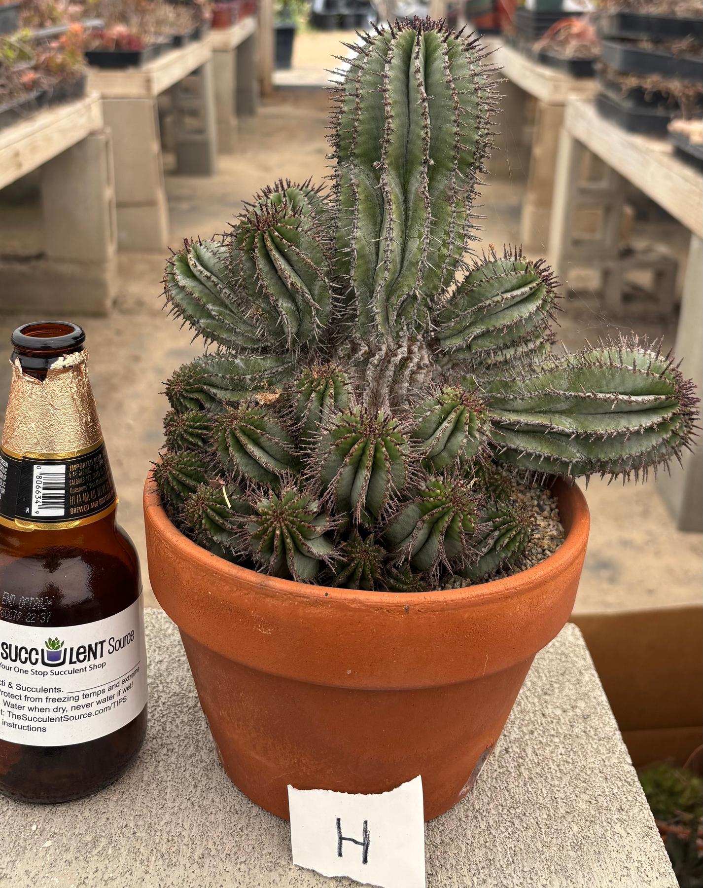 #EC311 Blaise’s EXACT Cactus & Euohorbia Potted Specimens-Cactus - Large - Exact-The Succulent Source