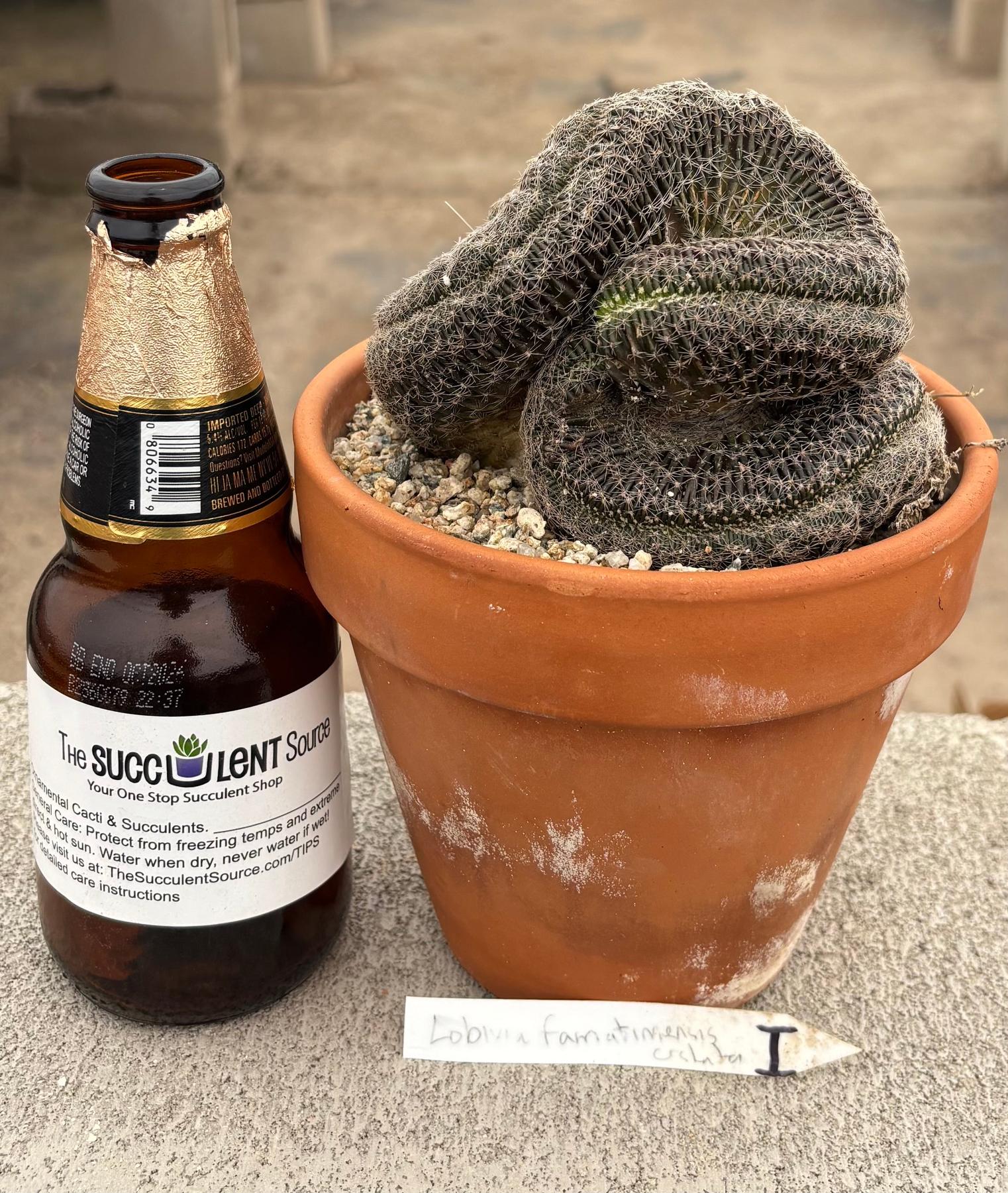#EC311 Blaise’s EXACT Cactus & Euohorbia Potted Specimens-Cactus - Large - Exact-The Succulent Source