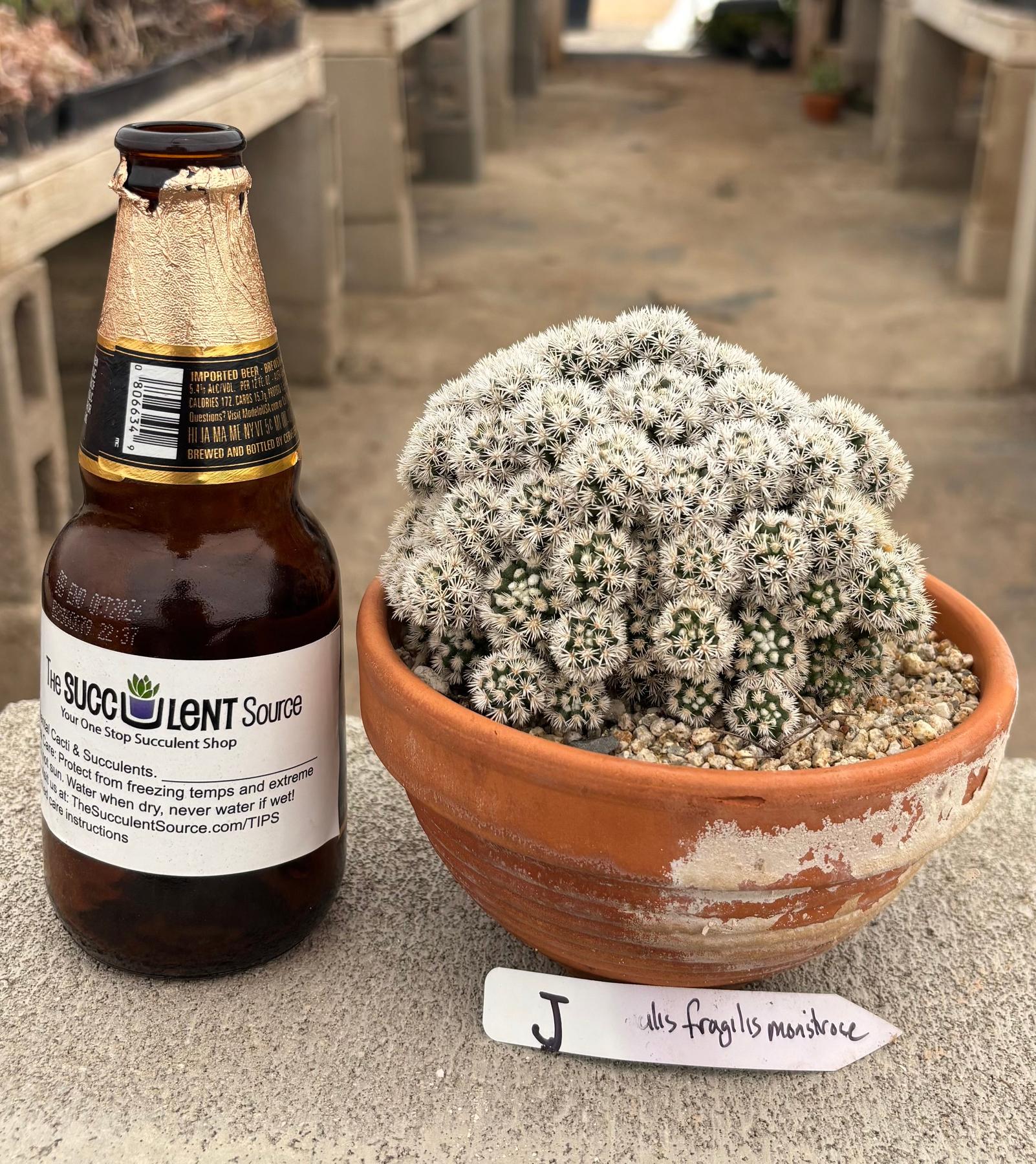 #EC311 Blaise’s EXACT Cactus & Euohorbia Potted Specimens-Cactus - Large - Exact-The Succulent Source