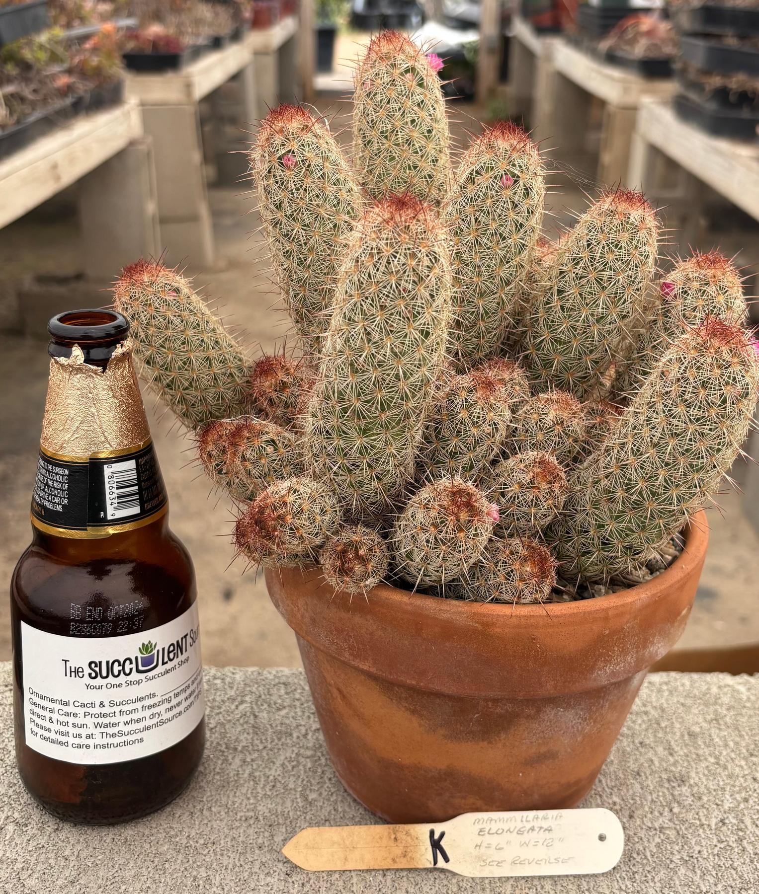 #EC311 Blaise’s EXACT Cactus & Euohorbia Potted Specimens-Cactus - Large - Exact-The Succulent Source