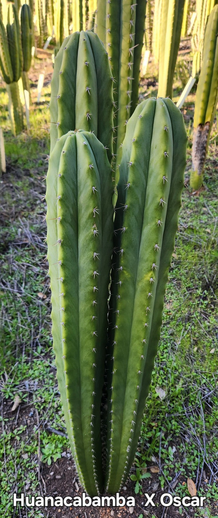 #EC311 EXACT Trichocereus Huanucabamba X Pach Oscar Cactus Cutting 10"-Cactus - Large - Exact-The Succulent Source