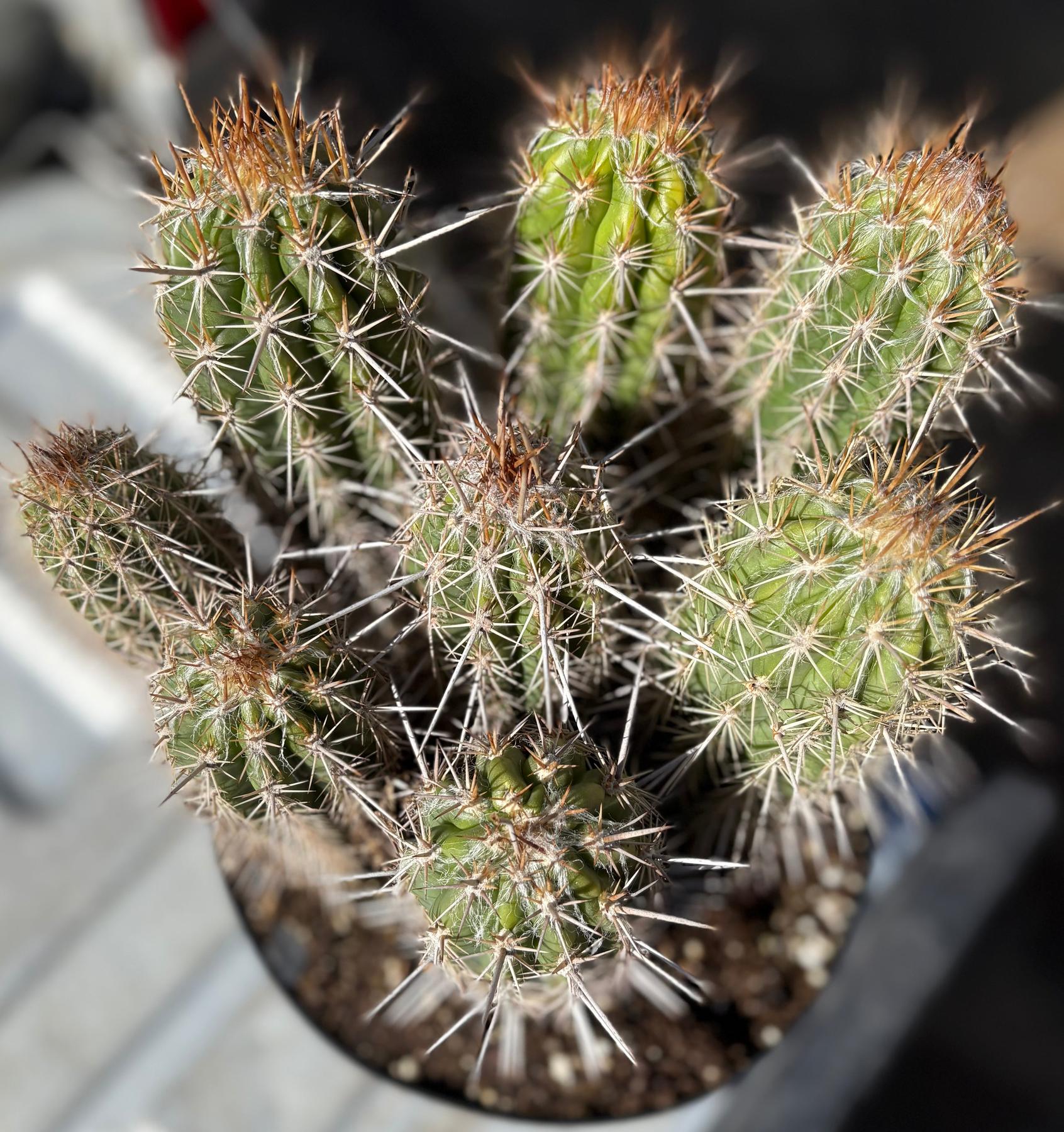 #EC311 EXACT Trichocereus OPEN-Cactus - Large - Exact-The Succulent Source
