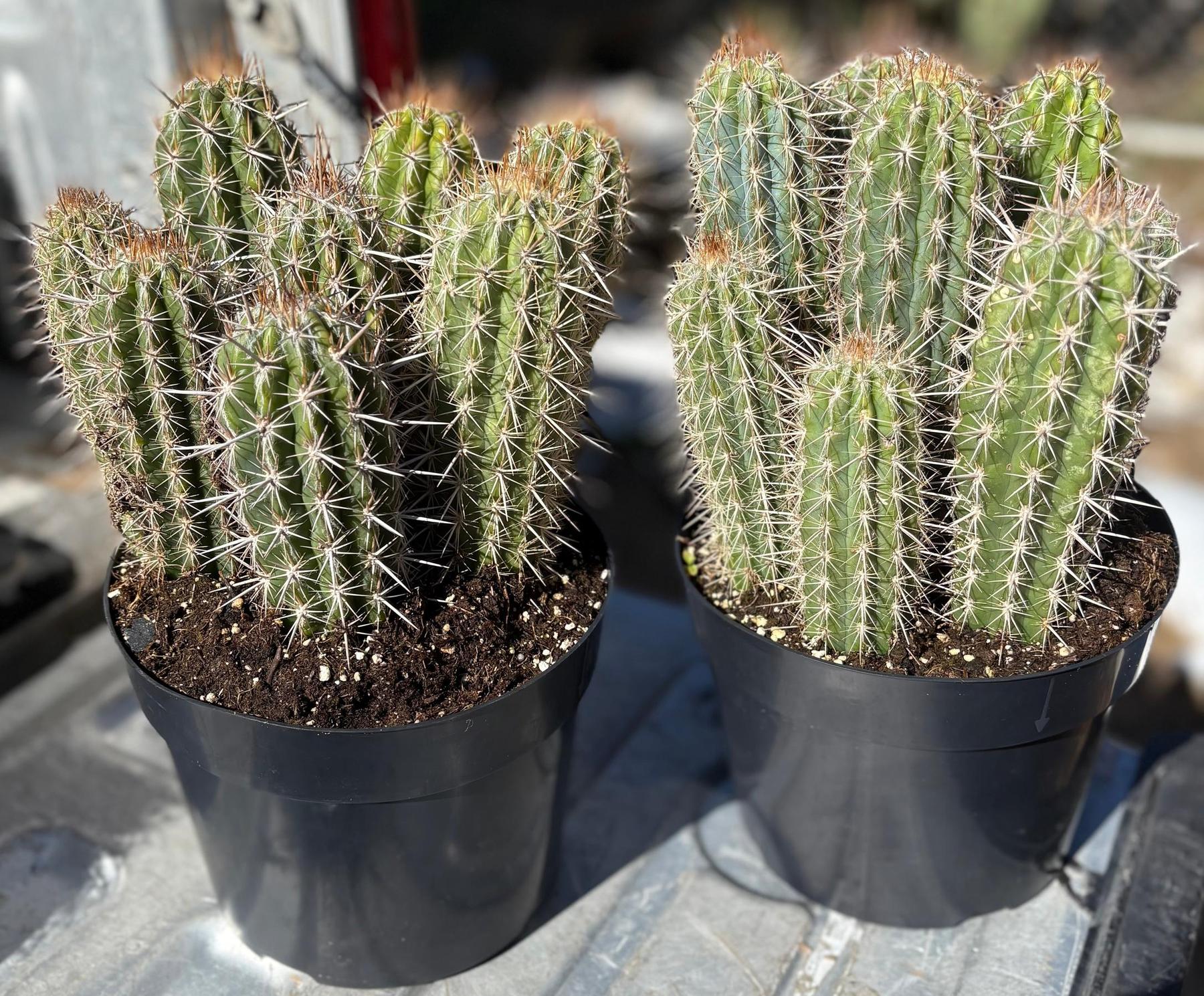 #EC311 EXACT Trichocereus OPEN-Cactus - Large - Exact-The Succulent Source