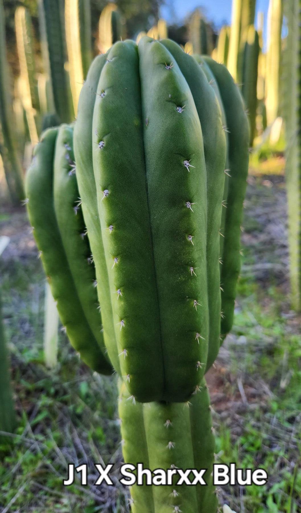 #EC312 EXACT Trichocereus Hybrid J1 X Sharxx Blue Cactus Cutting 6"-Cactus - Large - Exact-The Succulent Source