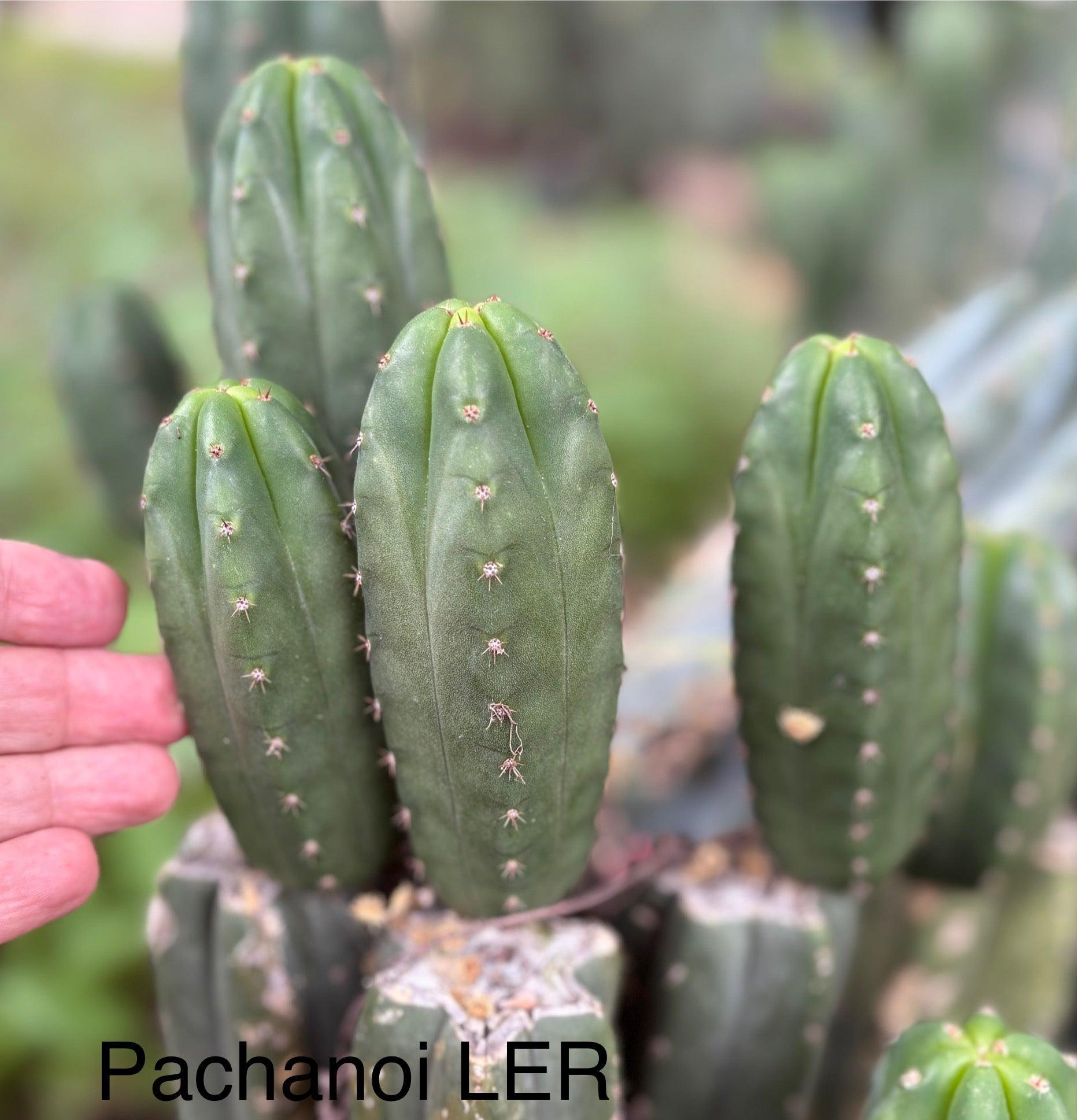 #EC313 EXACT Trichocereus Pachanoi LER Cactus Cutting 4-5”-Cactus - Large - Exact-The Succulent Source