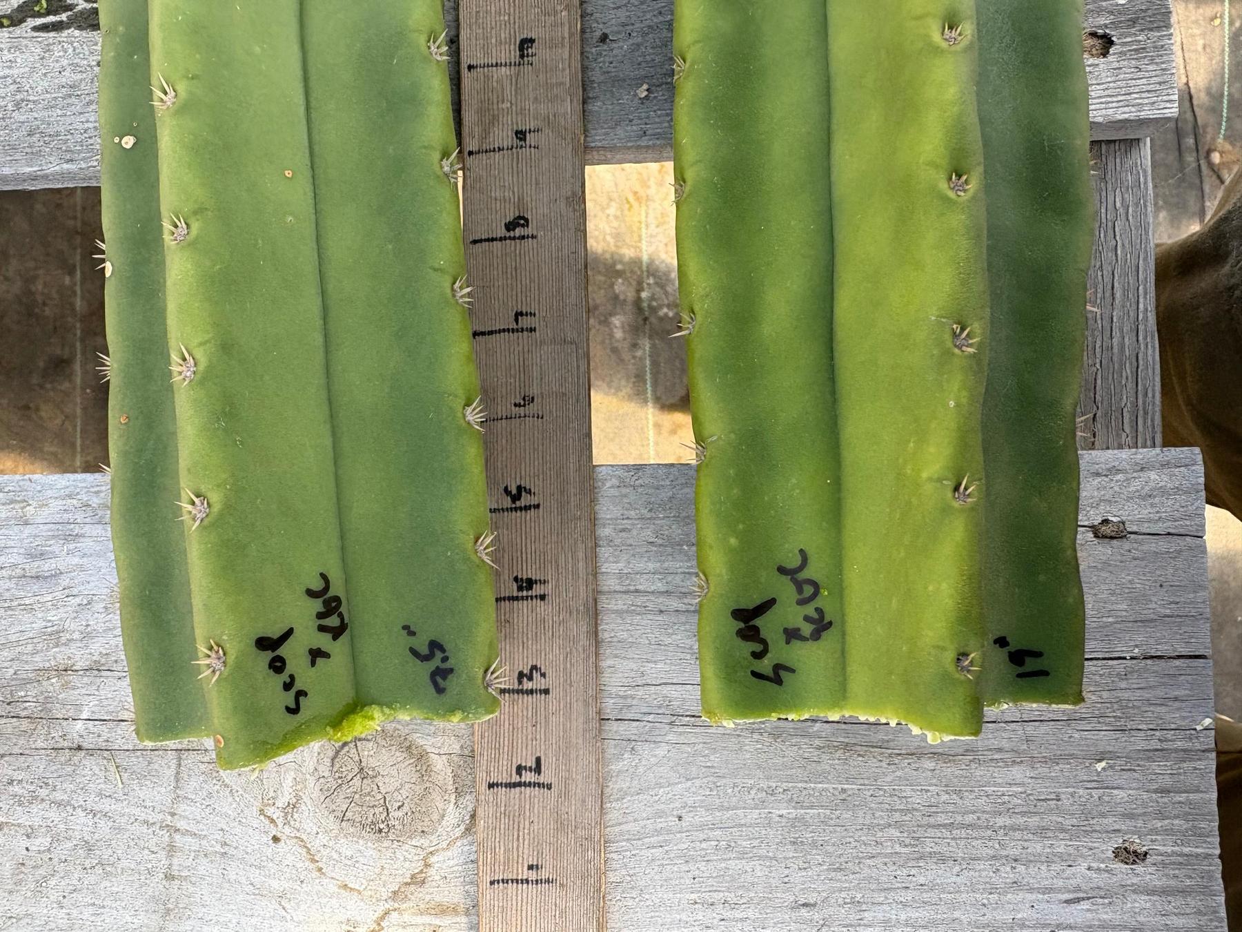 #EC314 EXACT Trichocereus Hybrid Scopulicola X Bridgesii KGC Cactus Cuttings-Cactus - Large - Exact-The Succulent Source