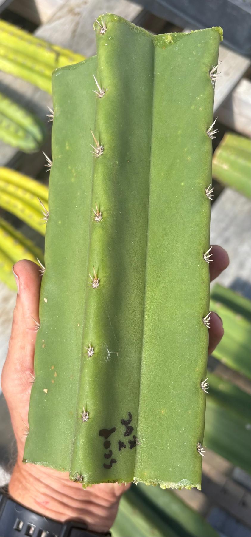 #EC314 EXACT Trichocereus Hybrid Scopulicola X Bridgesii KGC Cactus Cuttings-Cactus - Large - Exact-The Succulent Source