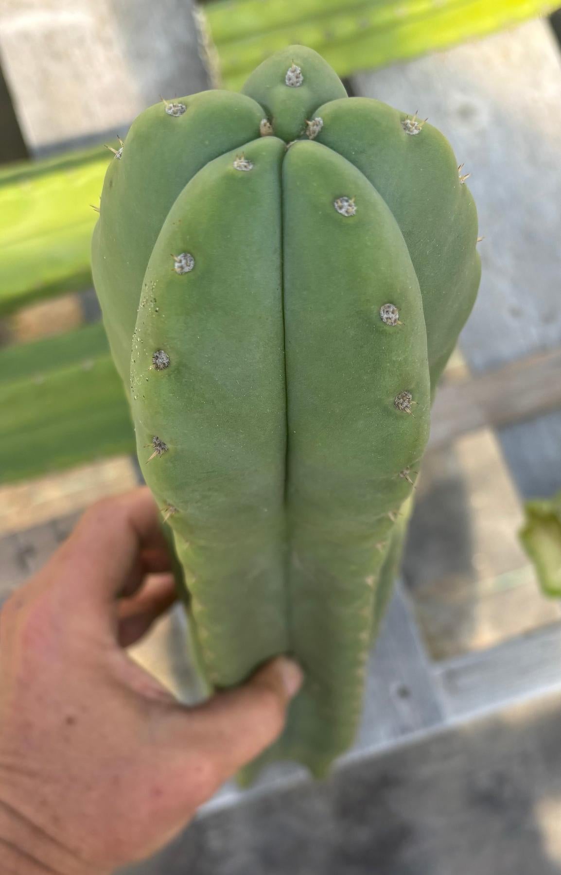 #EC314 EXACT Trichocereus Hybrid Scopulicola X Bridgesii KGC Cactus Cuttings-Cactus - Large - Exact-The Succulent Source