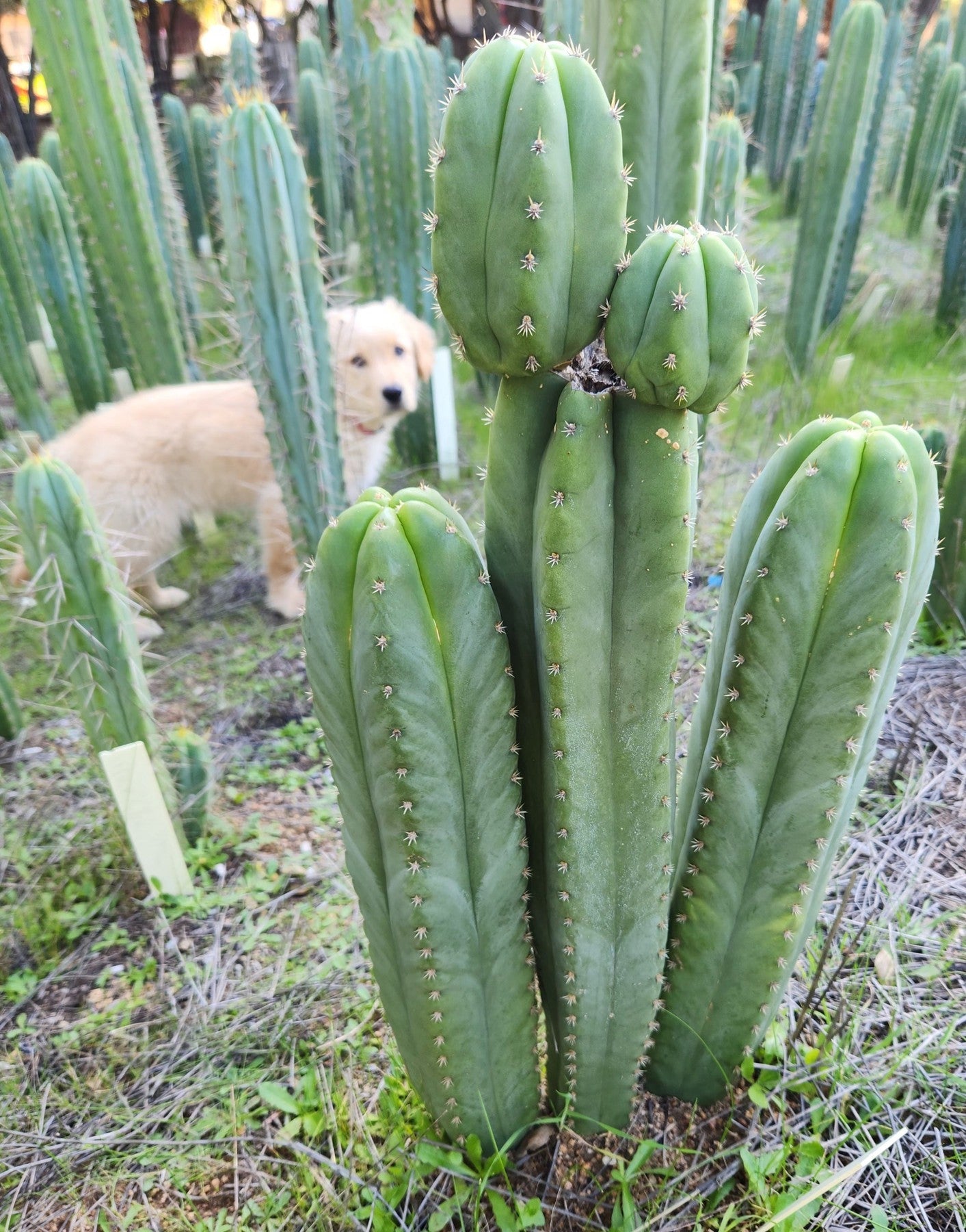 #EC314 EXACT Trichocereus Hybrid Scopulicola X Bridgesii KGC Cactus Cutting 8"-Cactus - Large - Exact-The Succulent Source