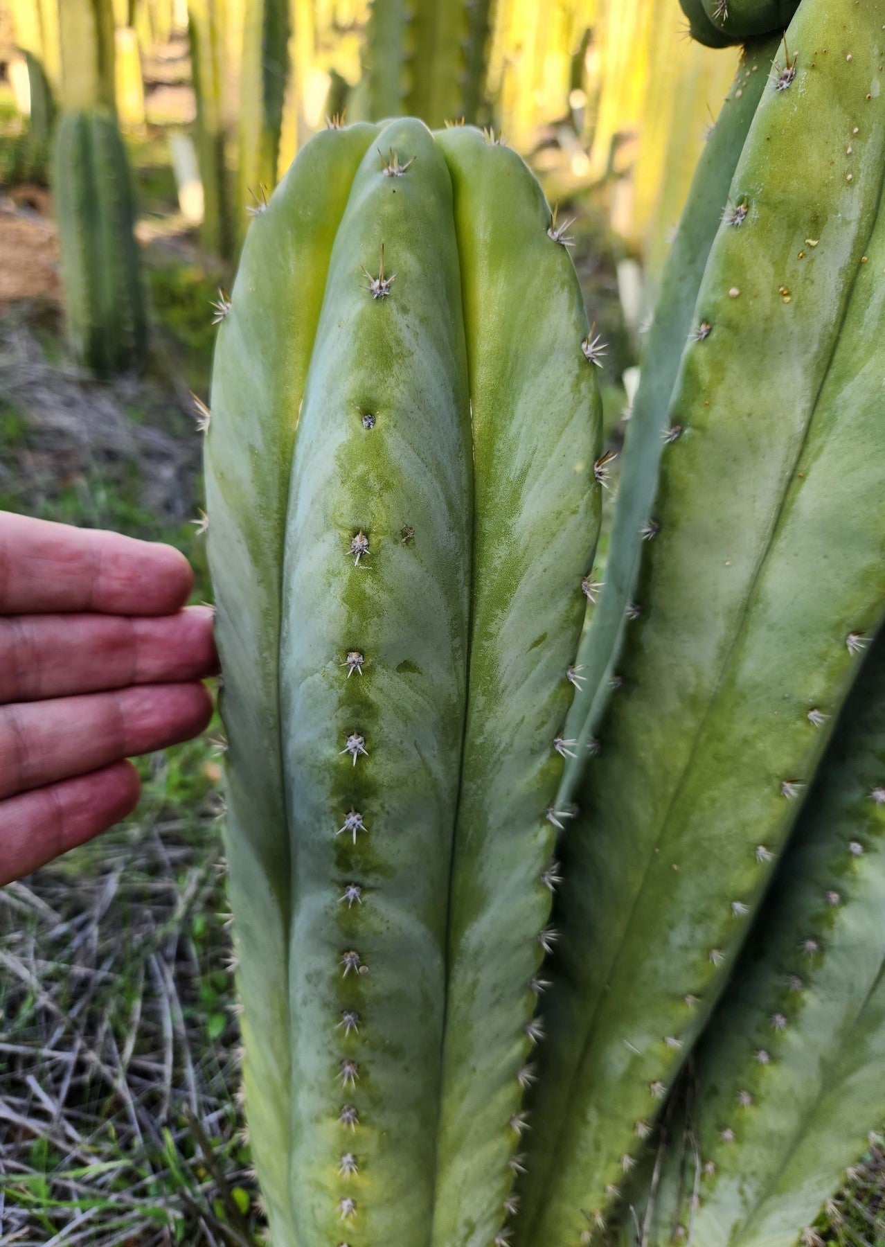 #EC314 EXACT Trichocereus Hybrid Scopulicola X Bridgesii KGC Cactus Cutting 8"-Cactus - Large - Exact-The Succulent Source
