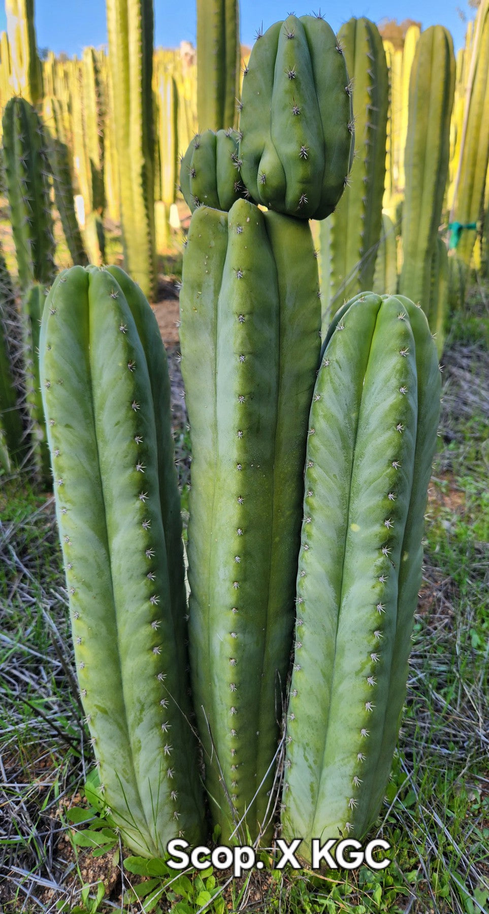 #EC314 EXACT Trichocereus Hybrid Scopulicola X Bridgesii KGC Cactus Cutting 8"-Cactus - Large - Exact-The Succulent Source