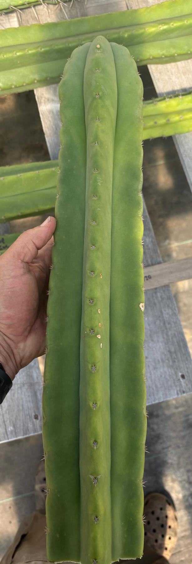 #EC314 EXACT Trichocereus Hybrid Scopulicola X Bridgesii KGC Cactus Cuttings-Cactus - Large - Exact-The Succulent Source