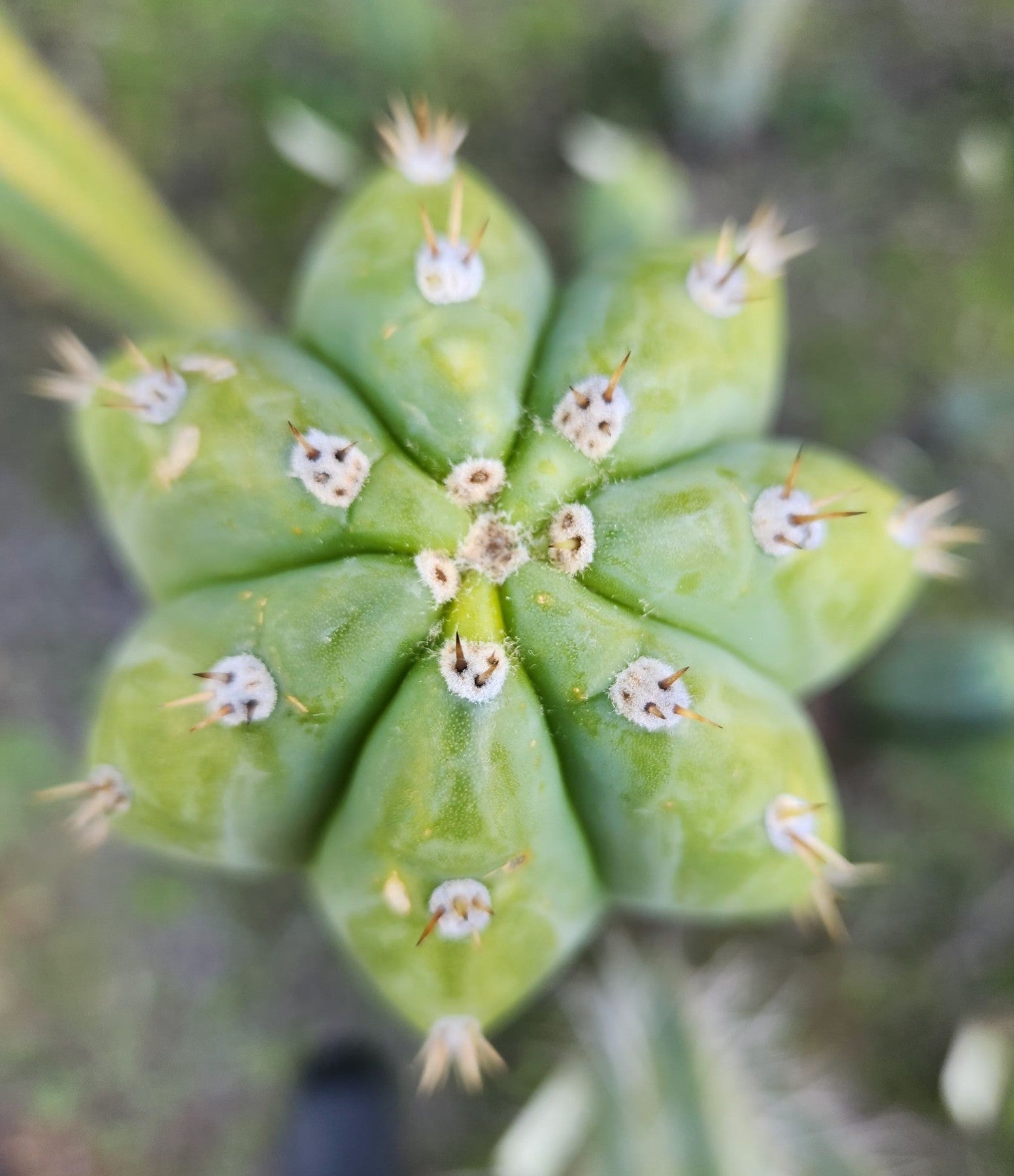 #EC315 EXACT Trichocereus Pachanoi Sohongopamba OP Cactus Cutting 8"-Cactus - Large - Exact-The Succulent Source