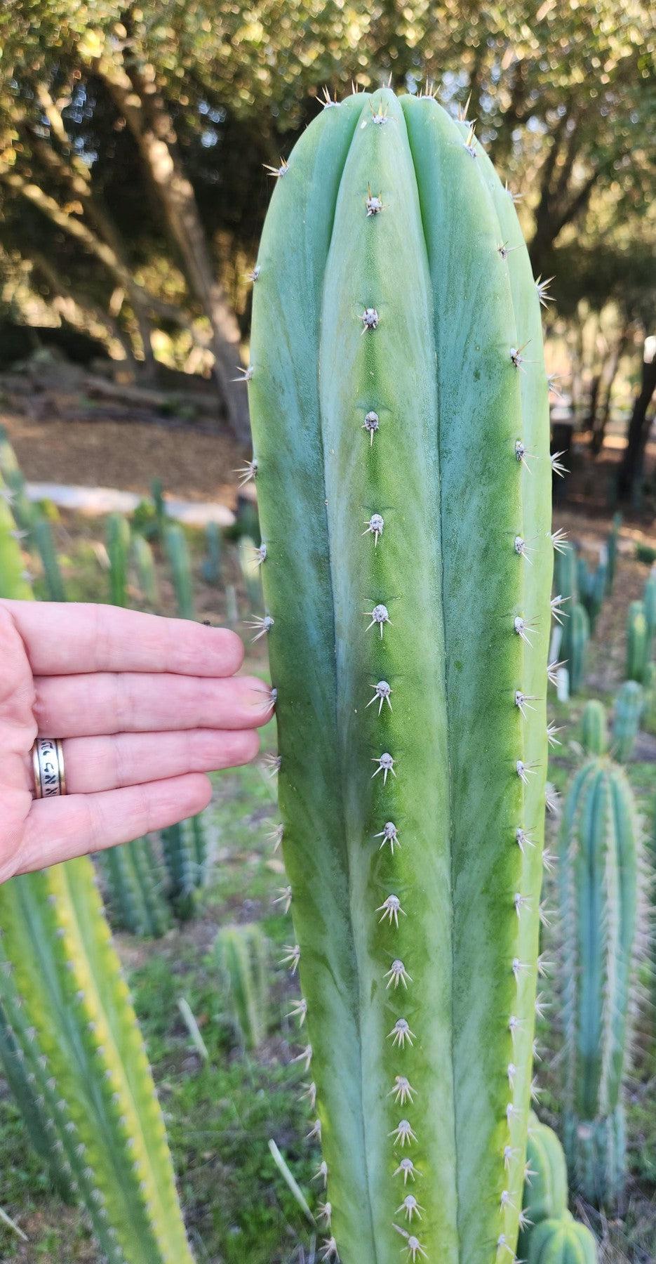 #EC315 EXACT Trichocereus Pachanoi Sohongopamba OP Cactus Cutting 8"-Cactus - Large - Exact-The Succulent Source