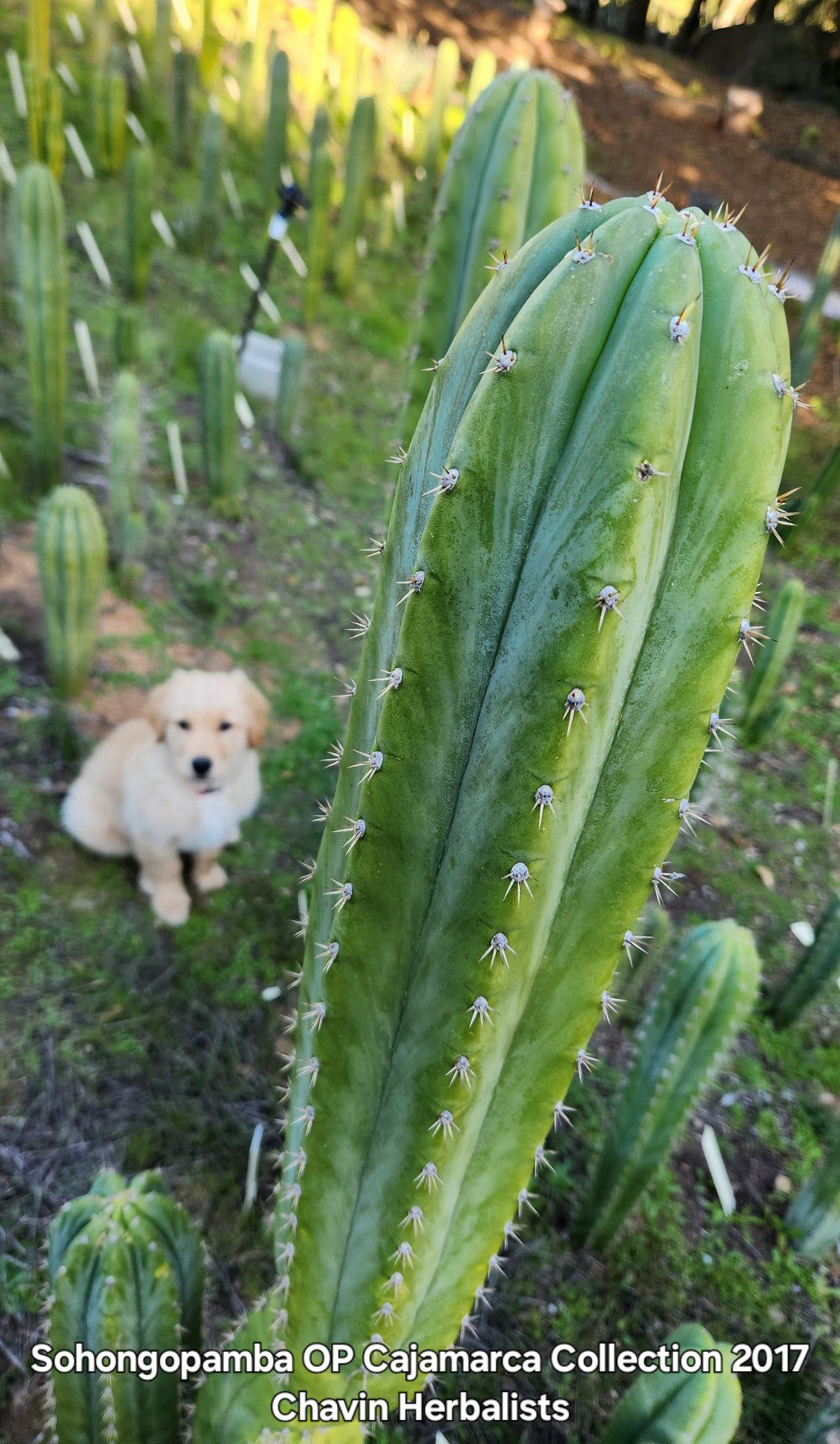 #EC315 EXACT Trichocereus Pachanoi Sohongopamba OP Cactus Cutting 8"-Cactus - Large - Exact-The Succulent Source