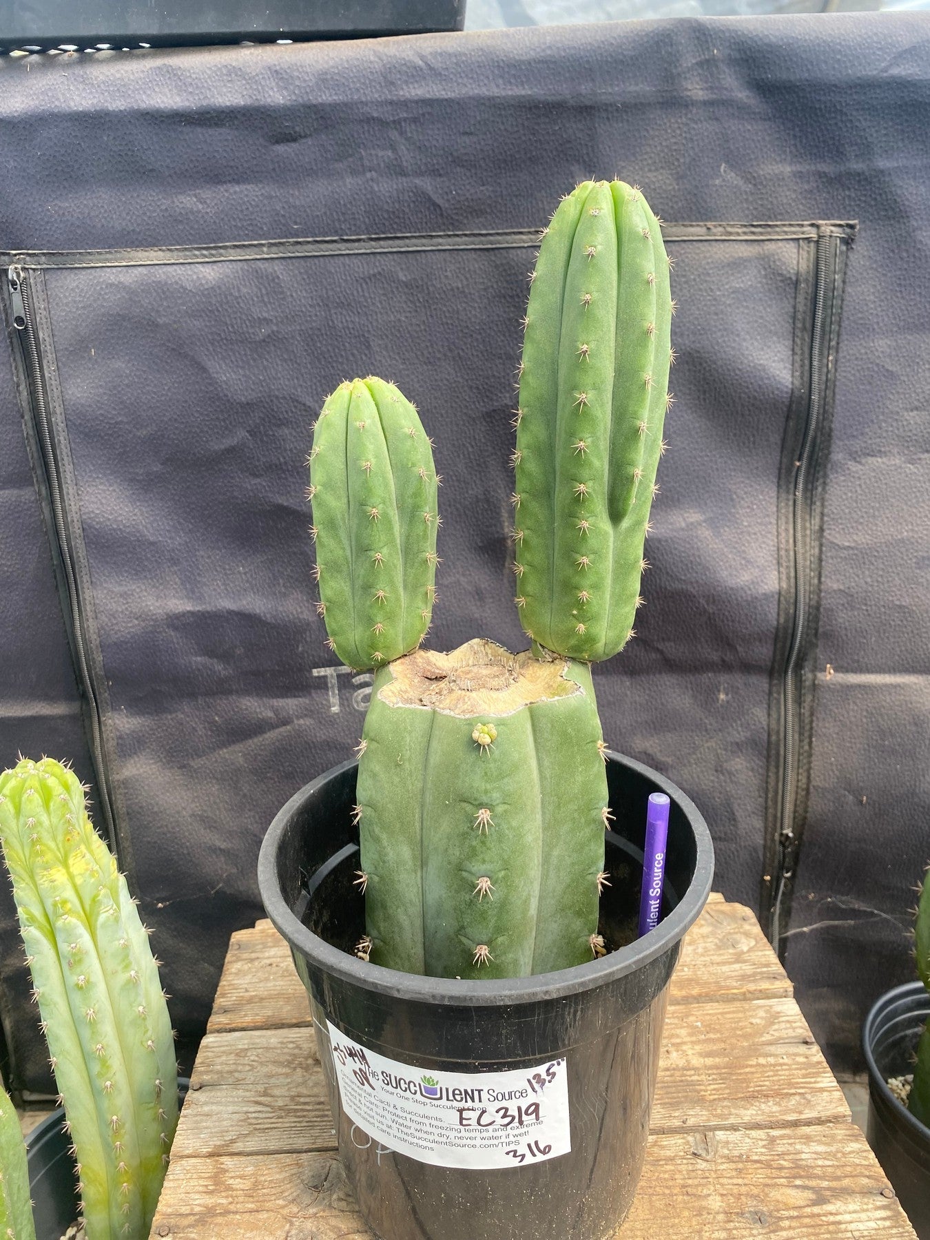 #EC316 EXACT Trichocereus Hybrid Peru Millz X Zelly-7 Cactus Cutting 6"-Cactus - Large - Exact-The Succulent Source