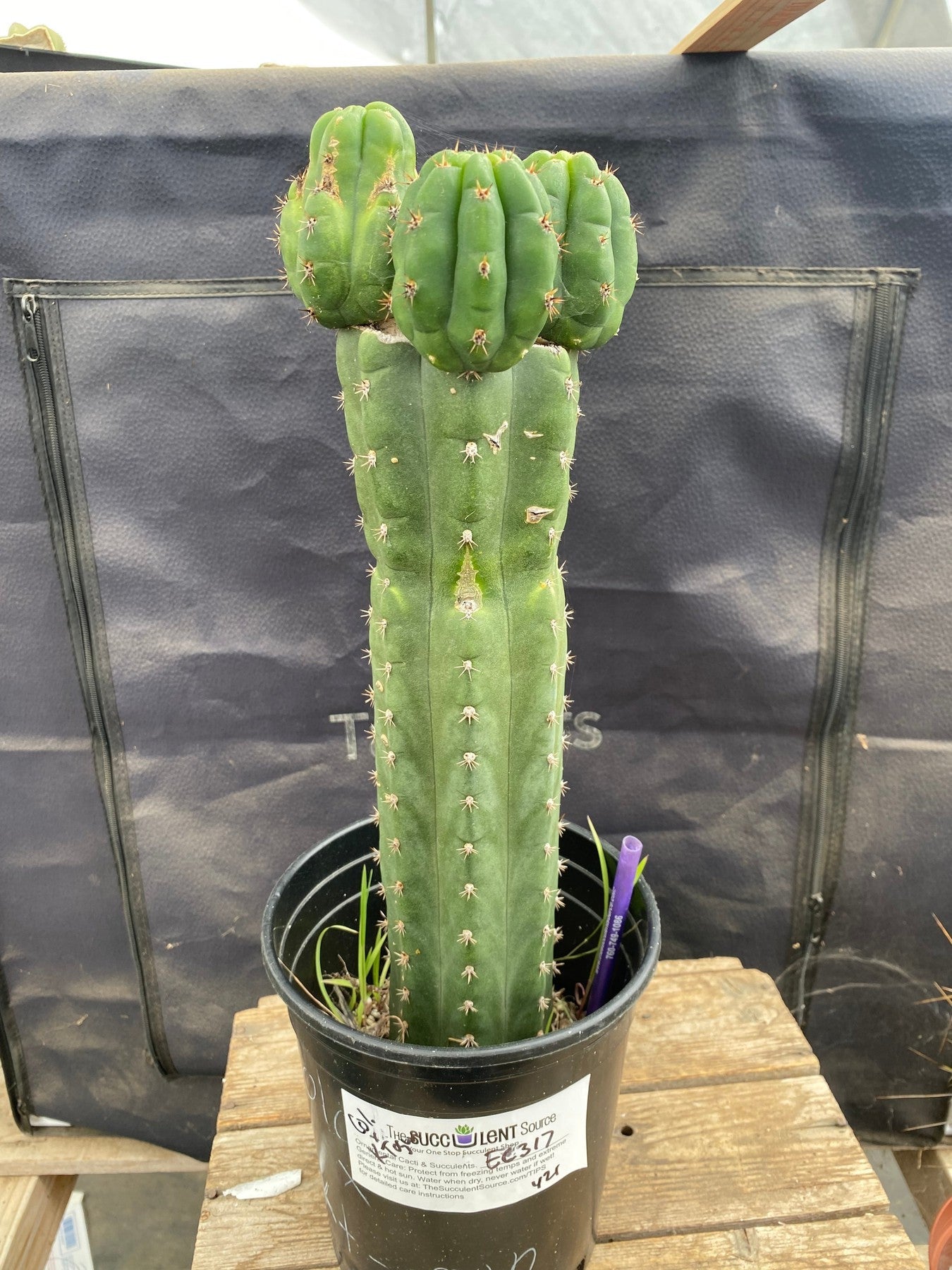 #EC317 EXACT Trichocereus Bridgesii Angela Cactus Cutting 10"-Cactus - Large - Exact-The Succulent Source
