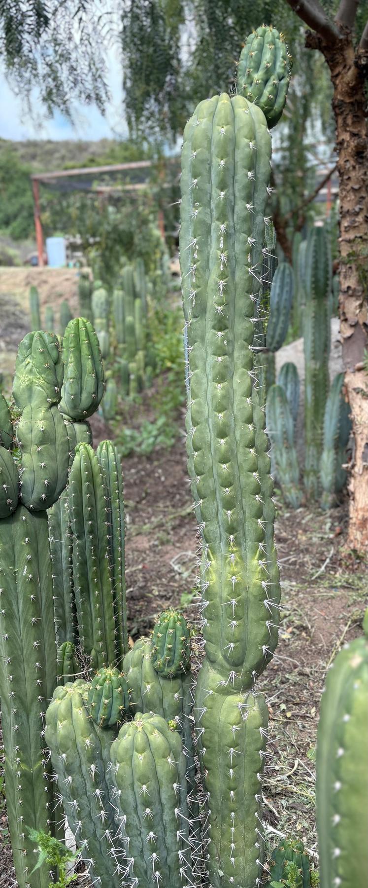 #EC318 Trichocereus TSS AFF Knuthianus Knuthianus Cactus Cutting 8"-Cactus - Large - Exact-The Succulent Source