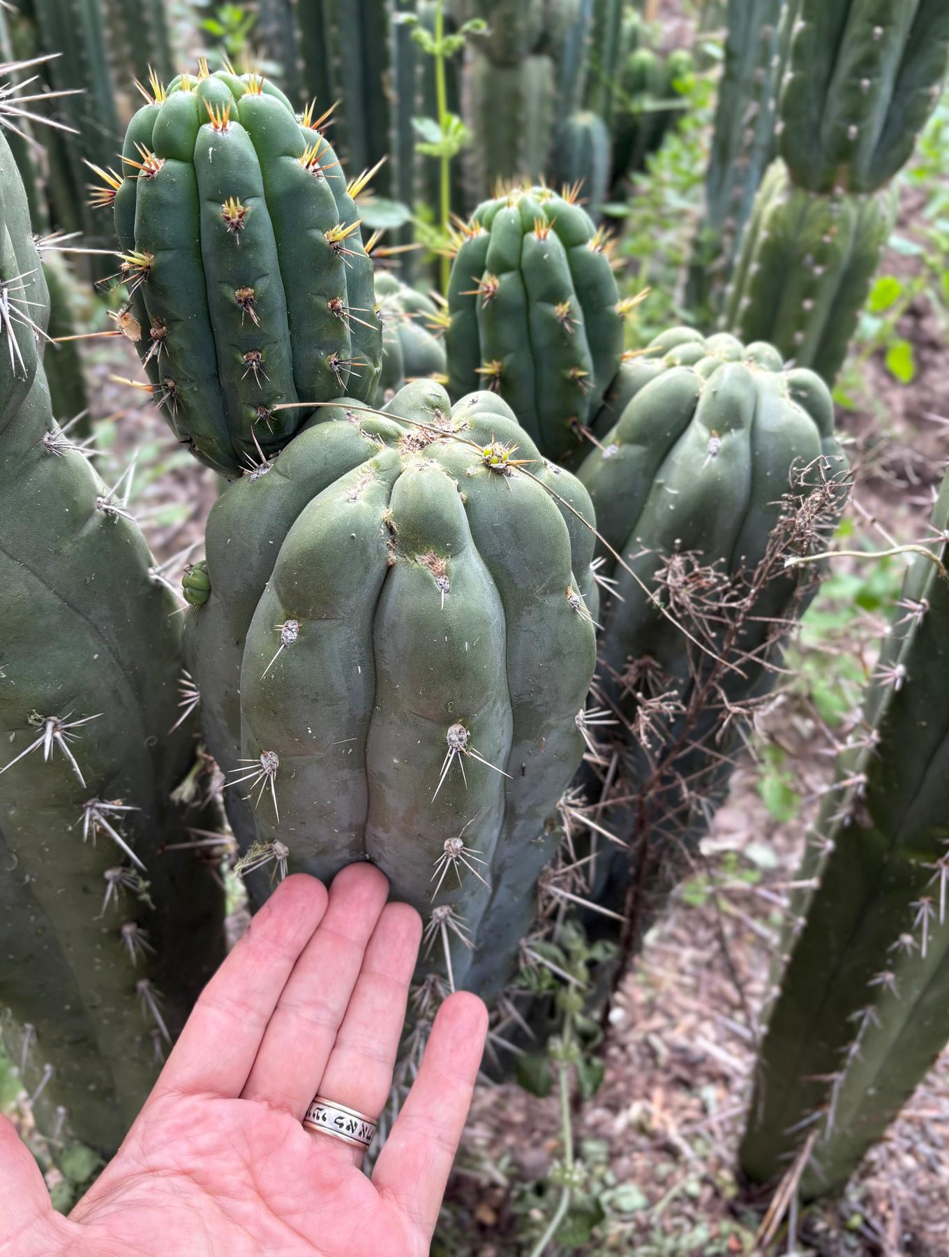 #EC318 Trichocereus TSS AFF Knuthianus Knuthianus Cactus Cutting 8"-Cactus - Large - Exact-The Succulent Source