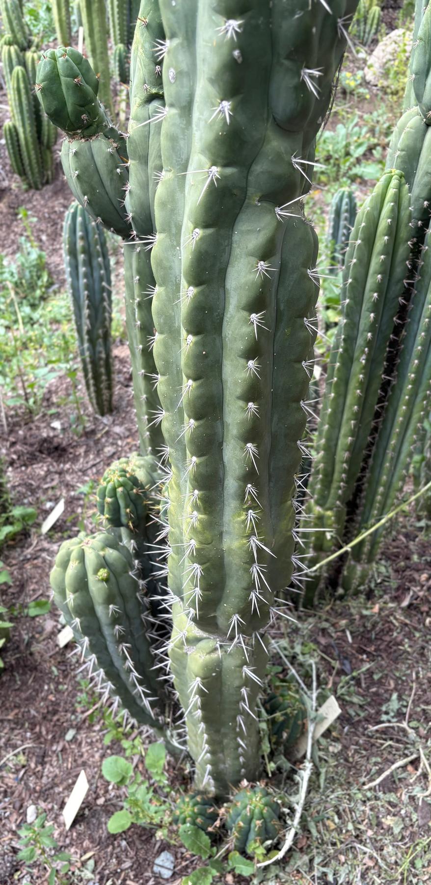 #EC318 Trichocereus TSS AFF Knuthianus Knuthianus Cactus Cutting 8"-Cactus - Large - Exact-The Succulent Source
