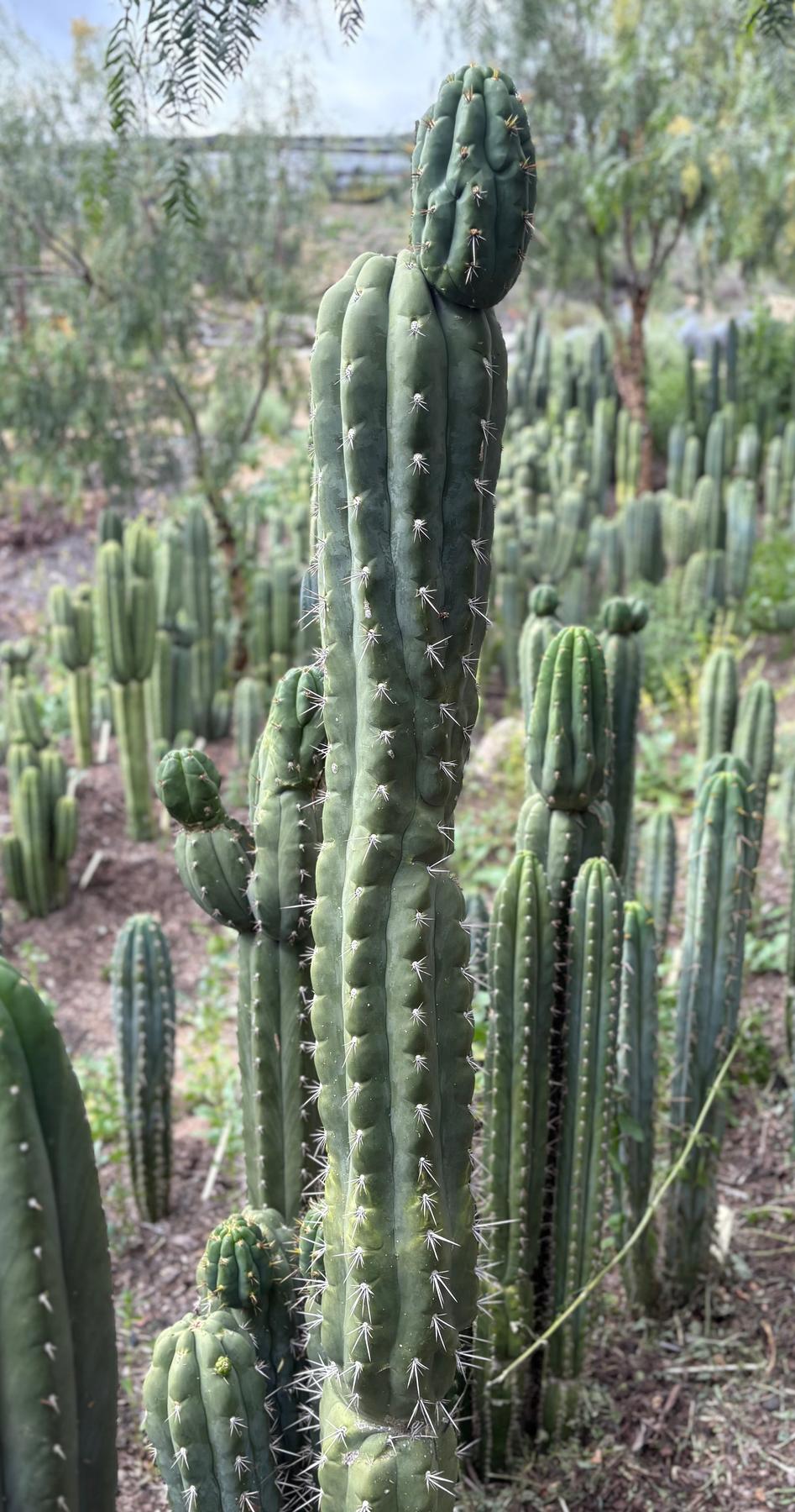 #EC318 Trichocereus TSS AFF Knuthianus Knuthianus Cactus Cutting 8"-Cactus - Large - Exact-The Succulent Source