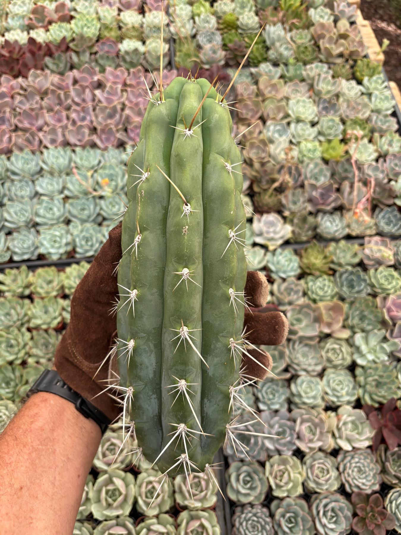 #EC318 EXACT Trichocereus TSS AFF Knuthianus Cactus Cutting 8"-Cactus - Large - Exact-The Succulent Source
