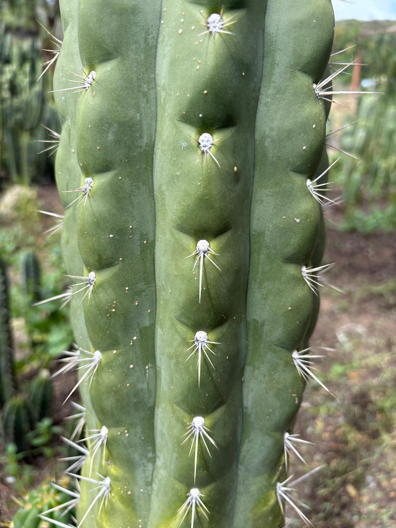 #EC318 Trichocereus TSS AFF Knuthianus Knuthianus Cactus Cutting 8"-Cactus - Large - Exact-The Succulent Source