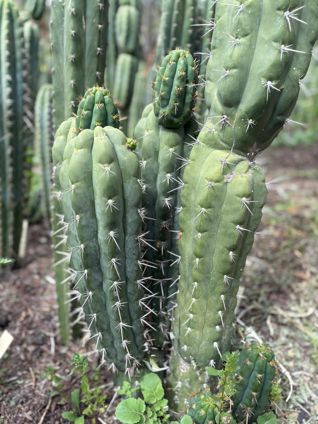 #EC318 Trichocereus TSS AFF Knuthianus Knuthianus Cactus Cutting 8"-Cactus - Large - Exact-The Succulent Source