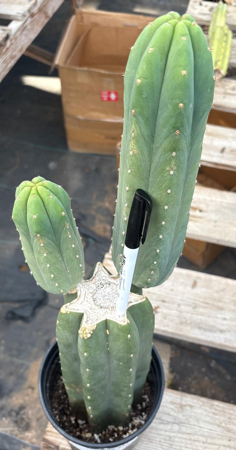 #EC319 EXACT Trichocereus Pachanoi Cactus 20”-Cactus - Large - Exact-The Succulent Source