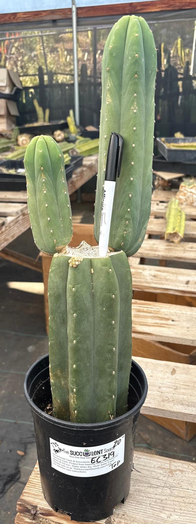 #EC319 EXACT Trichocereus Pachanoi Cactus 20”-Cactus - Large - Exact-The Succulent Source