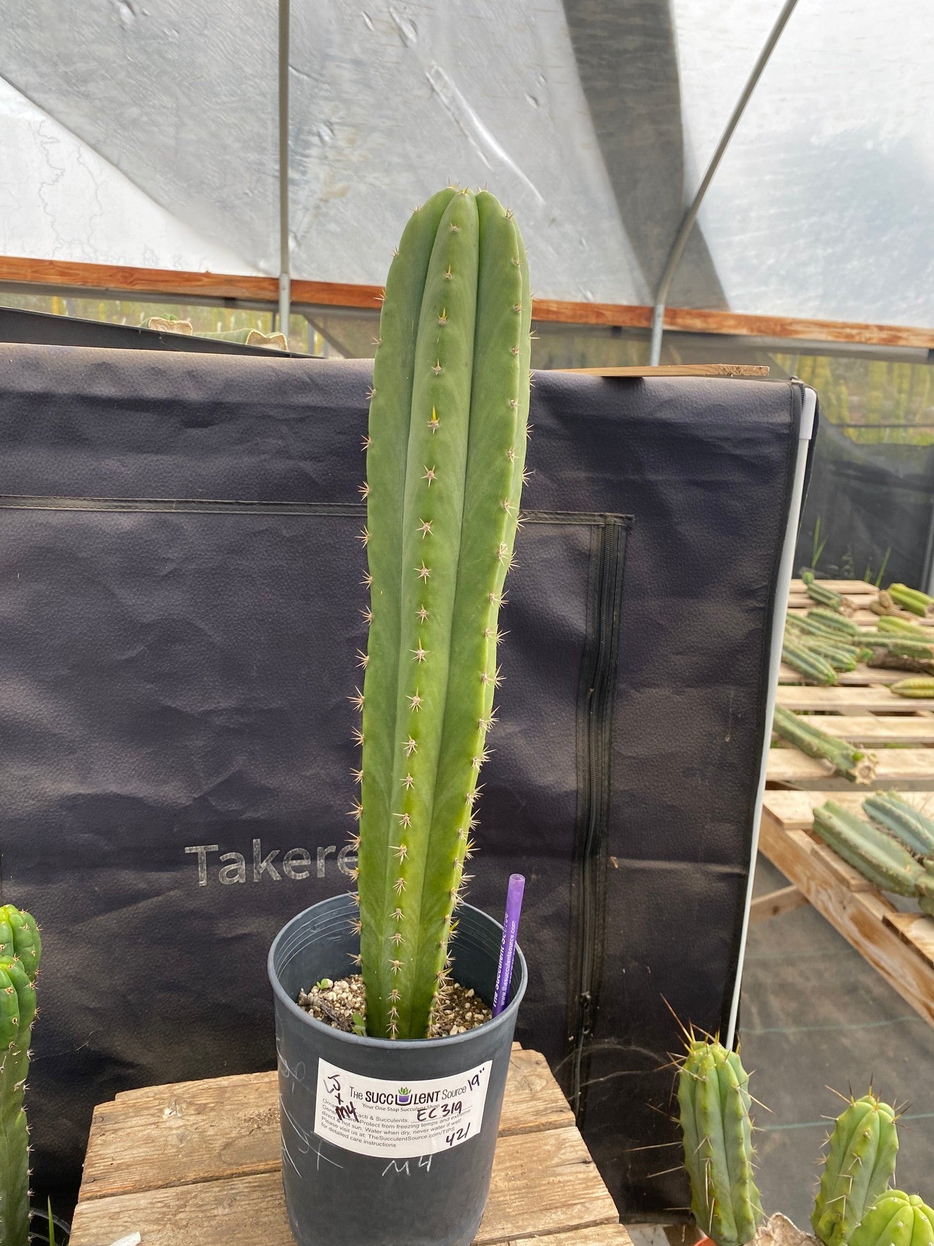#EC319 EXACT Trichocereus Pachanoi JS444 OP Cactus 19”-Cactus - Large - Exact-The Succulent Source