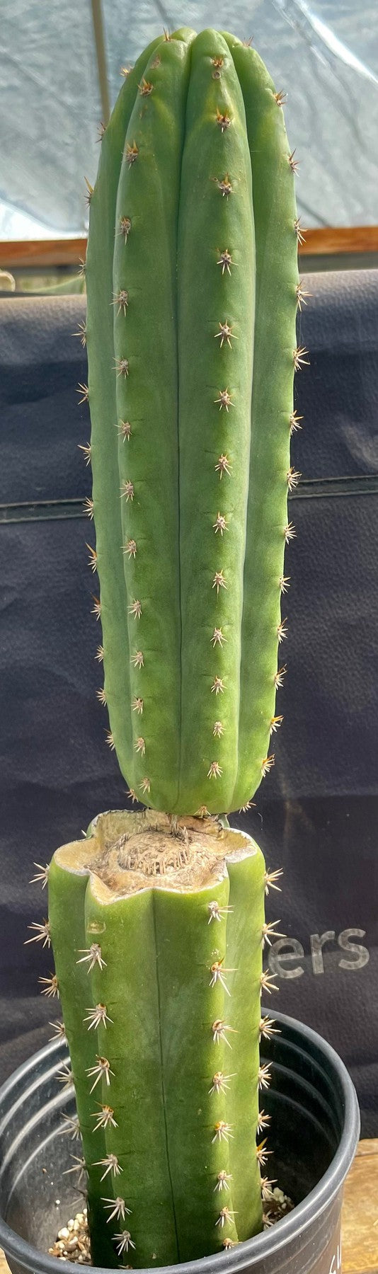 #EC319 EXACT Trichocereus Pachanoi JS444 OP Cactus 20”-Cactus - Large - Exact-The Succulent Source