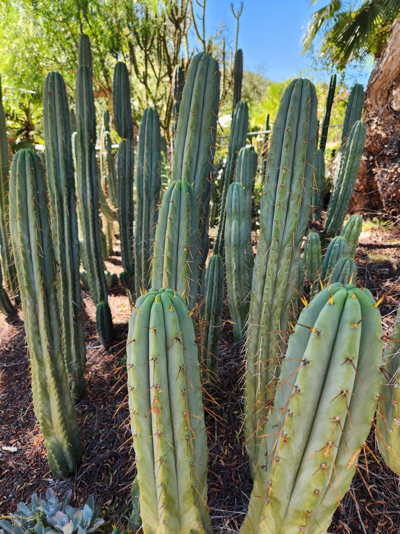 #EC32 EXACT Trichocereus Bridgesii Jada Beyond Cactus Cuttings-Cactus - Large - Exact-The Succulent Source