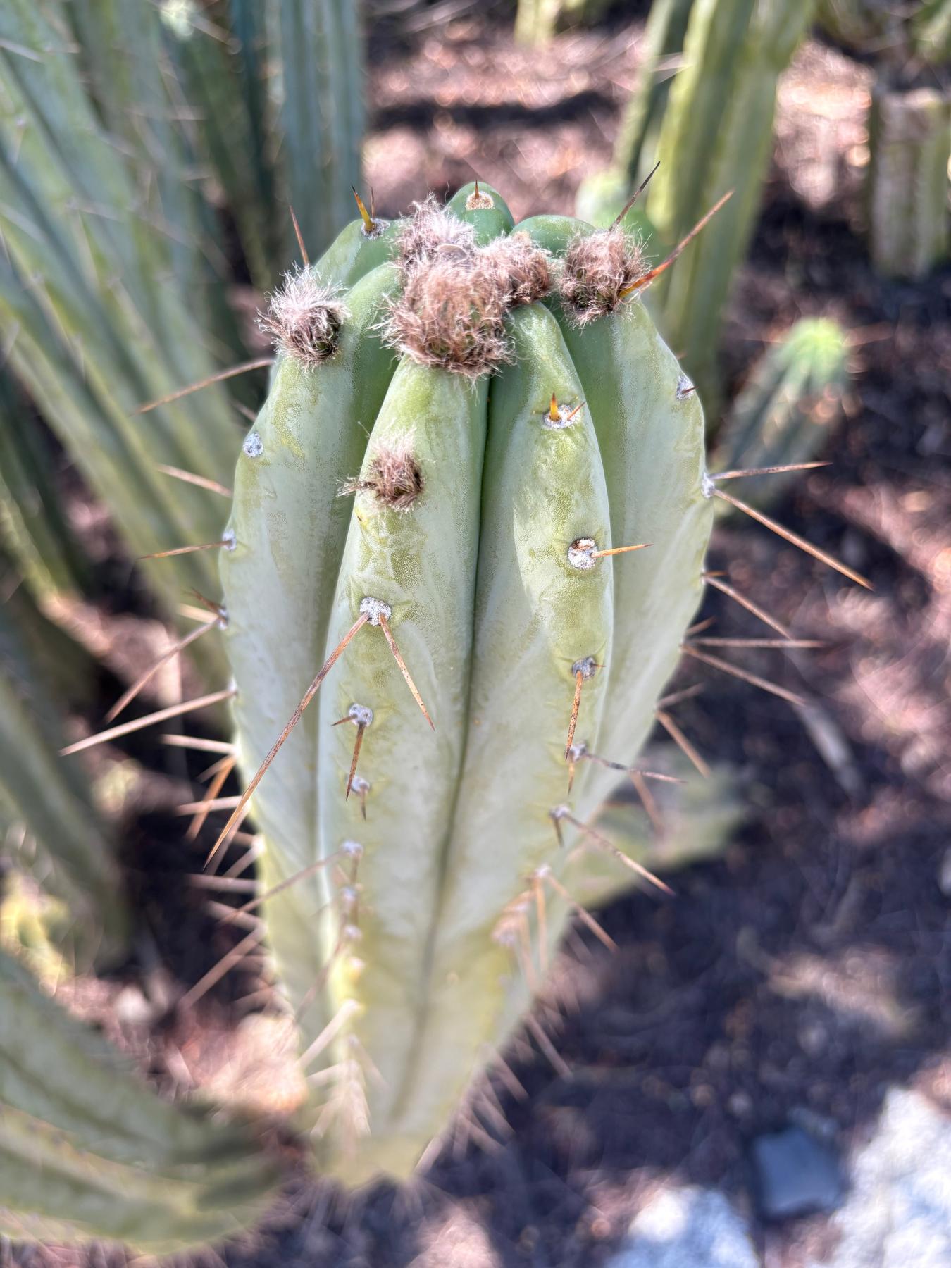 #EC32 EXACT Trichocereus Bridgesii Jada Beyond Cactus Cuttings-Cactus - Large - Exact-The Succulent Source