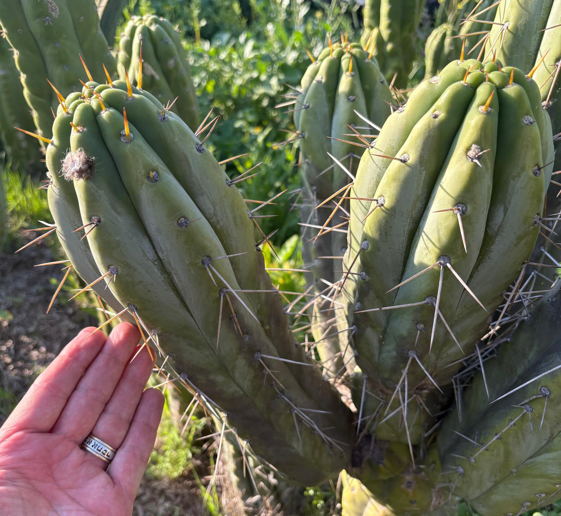 #EC32 EXACT Trichocereus Bridgesii Jada Beyond Cactus Cuttings-Cactus - Large - Exact-The Succulent Source