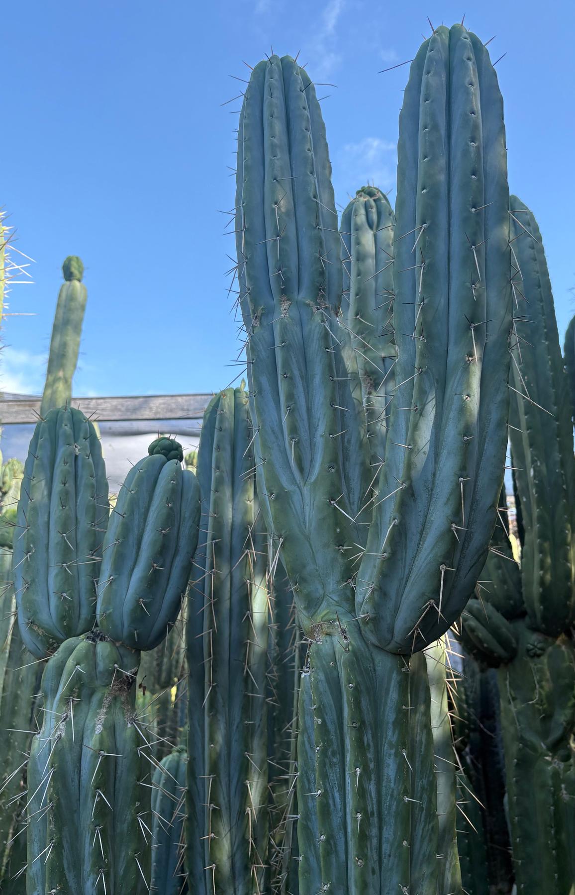 #EC32 EXACT Trichocereus Bridgesii Jada Beyond Cactus Cuttings-Cactus - Large - Exact-The Succulent Source
