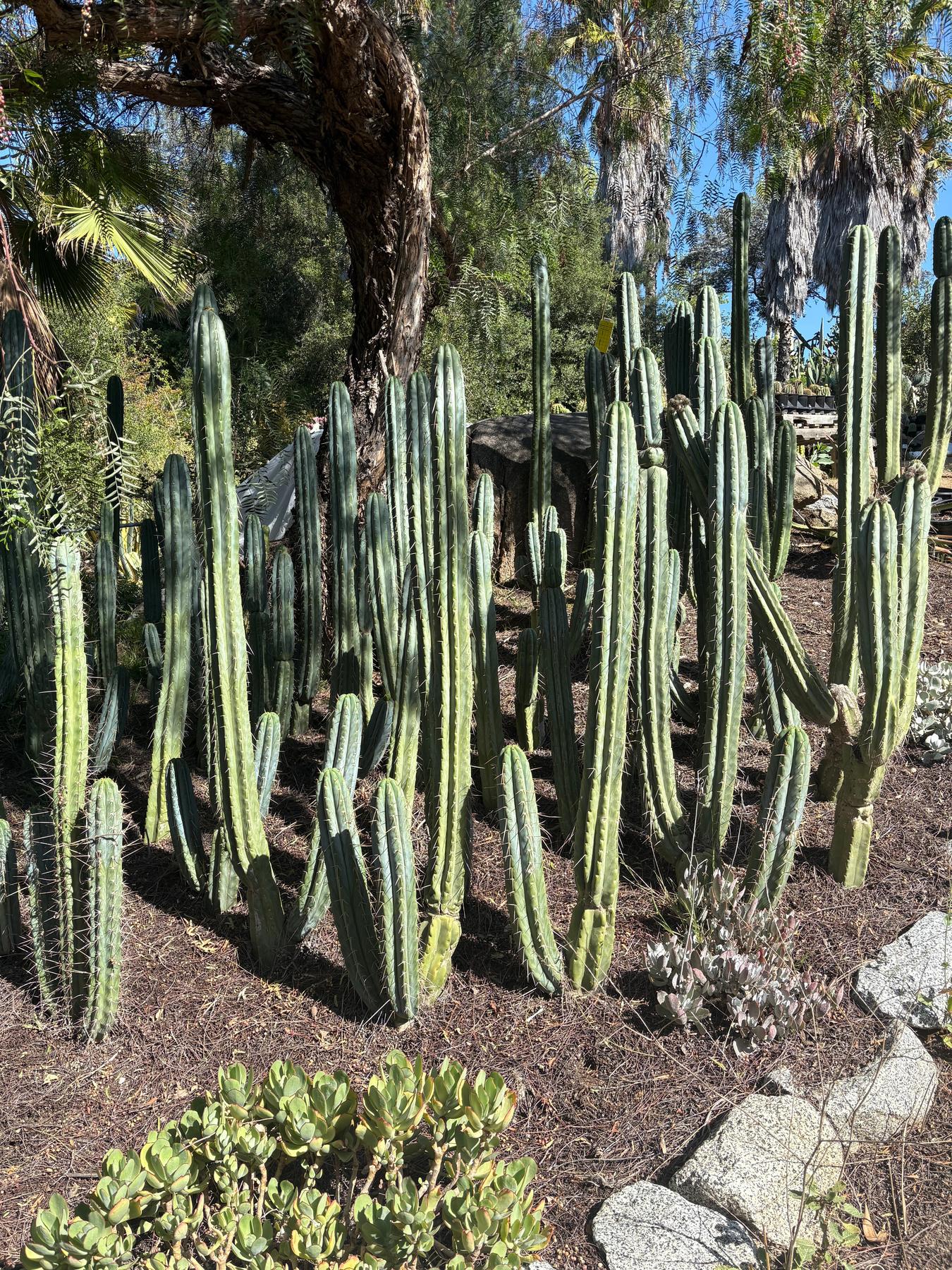 #EC32 EXACT Trichocereus Bridgesii Jada Beyond Cactus Cuttings-Cactus - Large - Exact-The Succulent Source