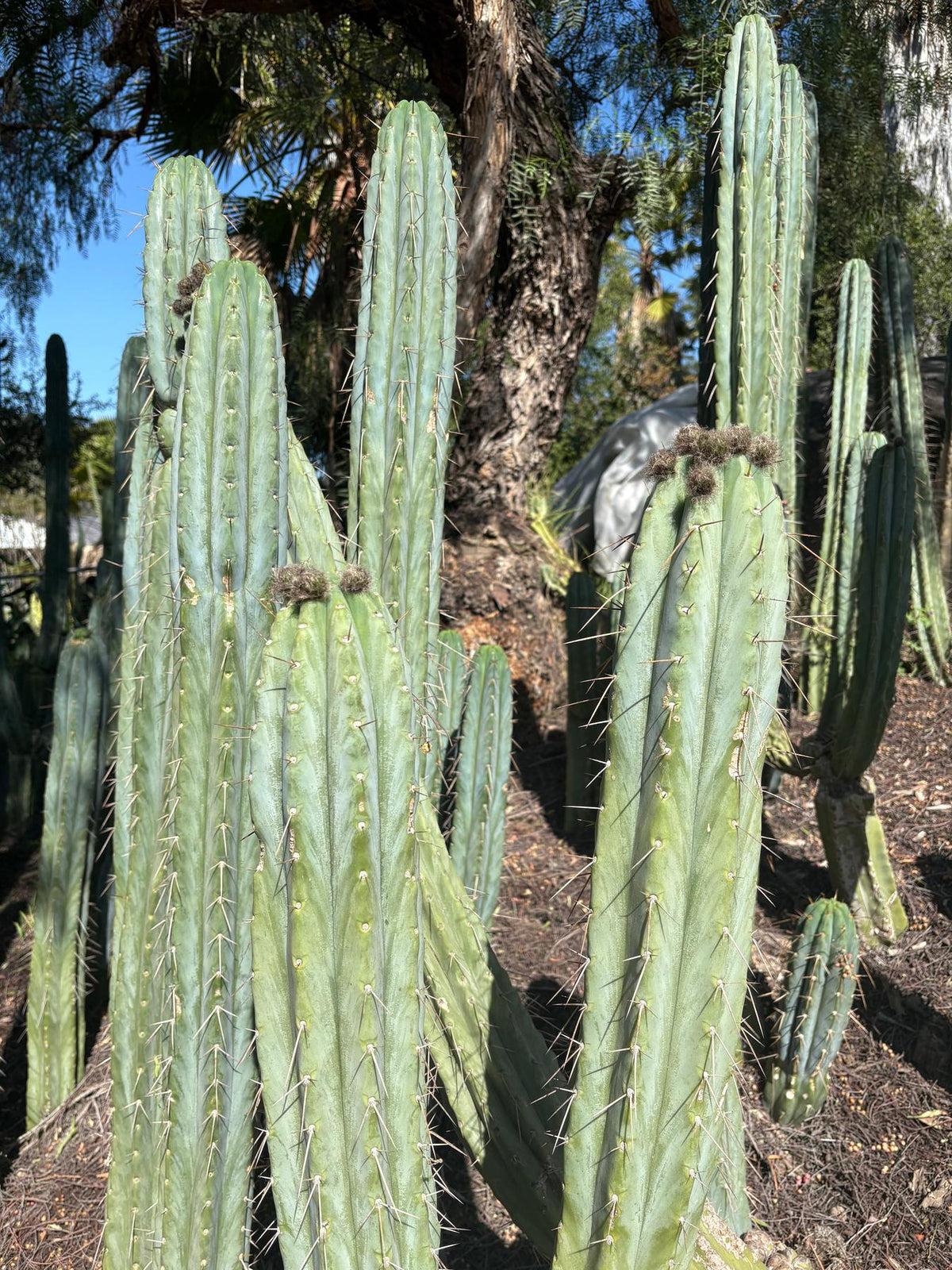 #EC32 EXACT Trichocereus Bridgesii Jada Beyond Cactus Cuttings-Cactus - Large - Exact-The Succulent Source
