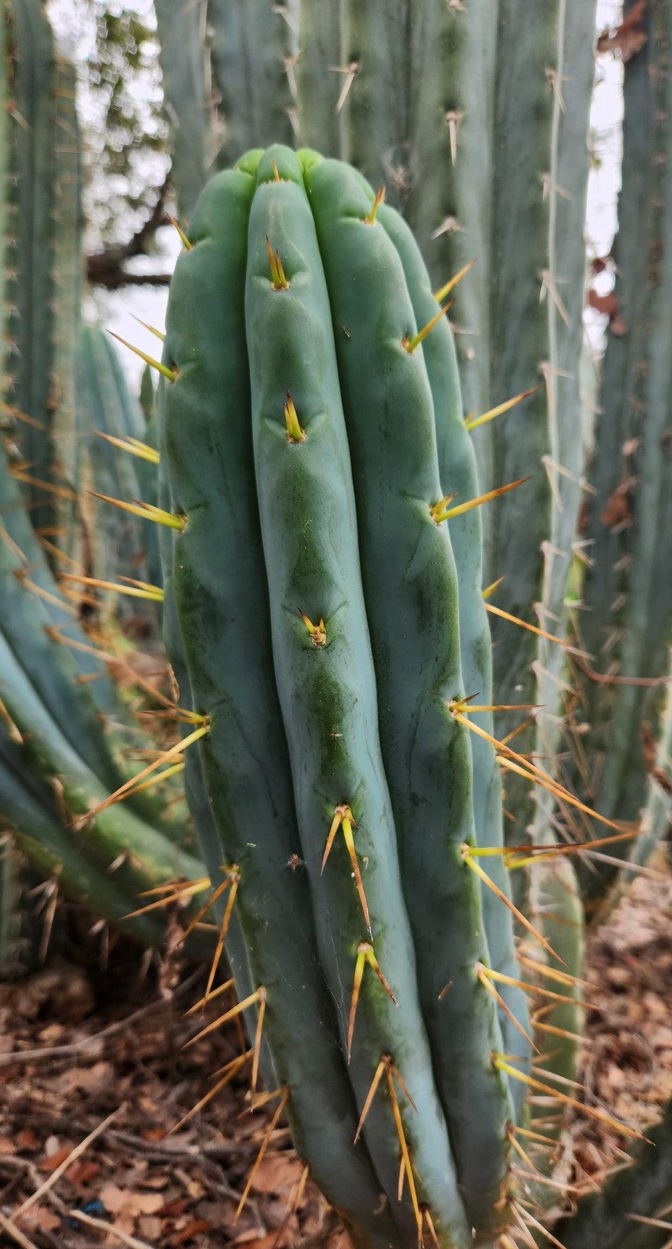 #EC32 EXACT Trichocereus Bridgesii Jada Beyond Cactus Cuttings-Cactus - Large - Exact-The Succulent Source