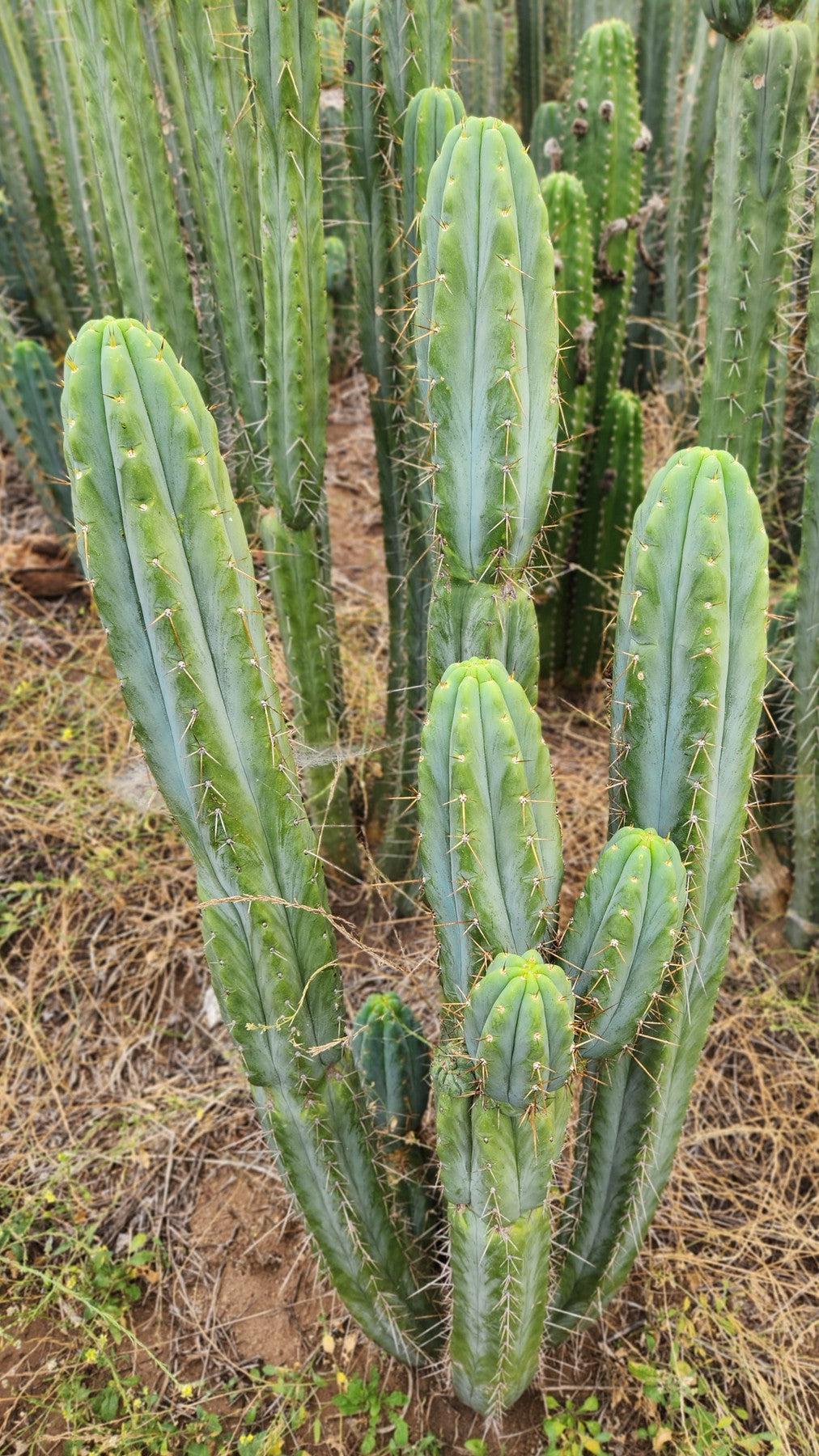 #EC32 EXACT Trichocereus Bridgesii Jada Beyond Cactus Cuttings-Cactus - Large - Exact-The Succulent Source
