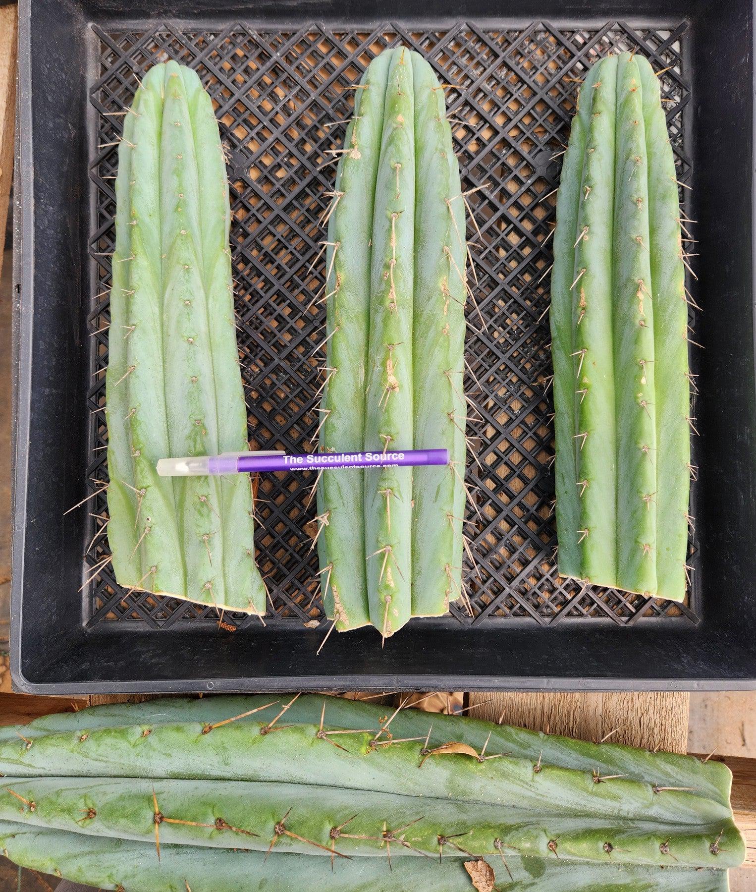 #EC32 EXACT Trichocereus Bridgesii Jada Beyond Cactus Cuttings-Cactus - Large - Exact-The Succulent Source