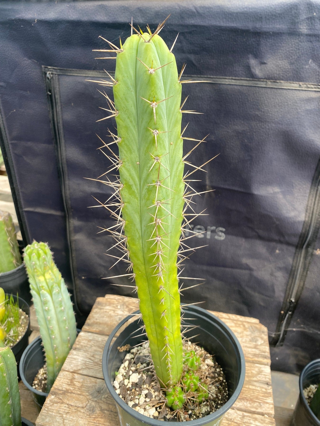 #EC320 EXACT Trichocereus Bridgesii KGC X Bridgesii Wowie Cactus 15”-Cactus - Large - Exact-The Succulent Source