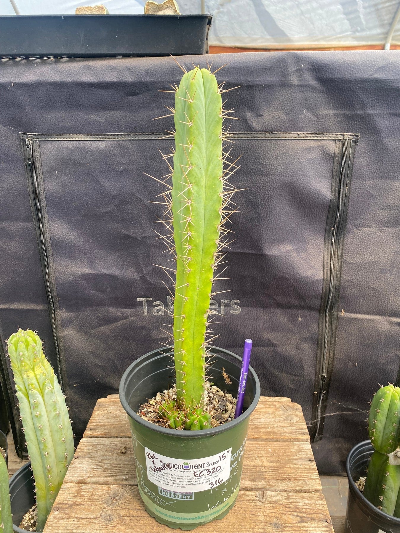 #EC320 EXACT Trichocereus Bridgesii KGC X Bridgesii Wowie Cactus 15”-Cactus - Large - Exact-The Succulent Source